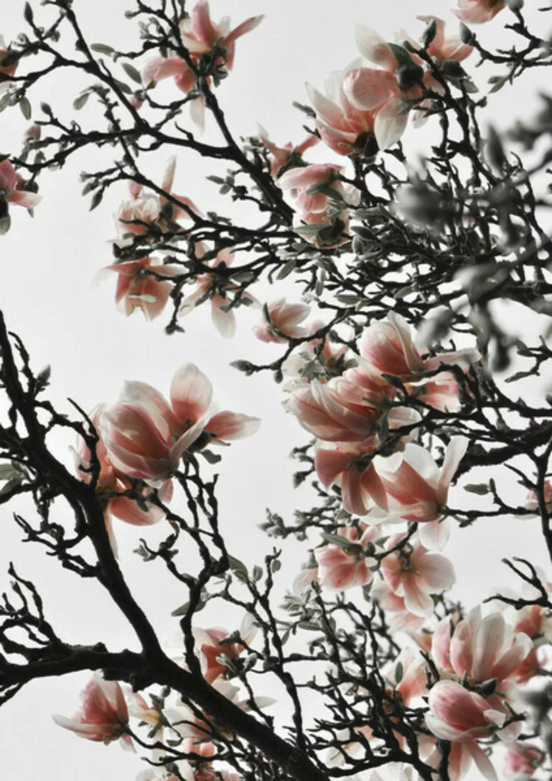 Poster / Leinwandbild - Beautiful Blush Magnolia günstig online kaufen
