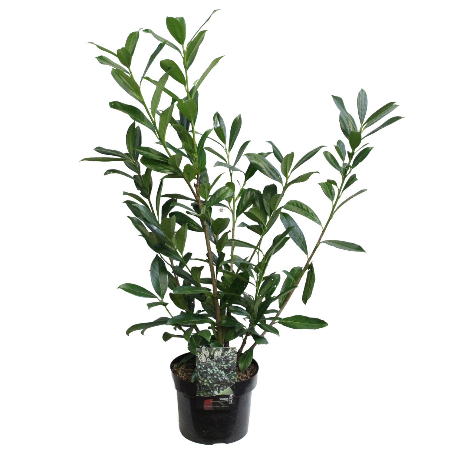 Kirschlorbeer Höhe ca. 80 - 100 cm Topf ca. 5 l Prunus laurocerasus günstig online kaufen