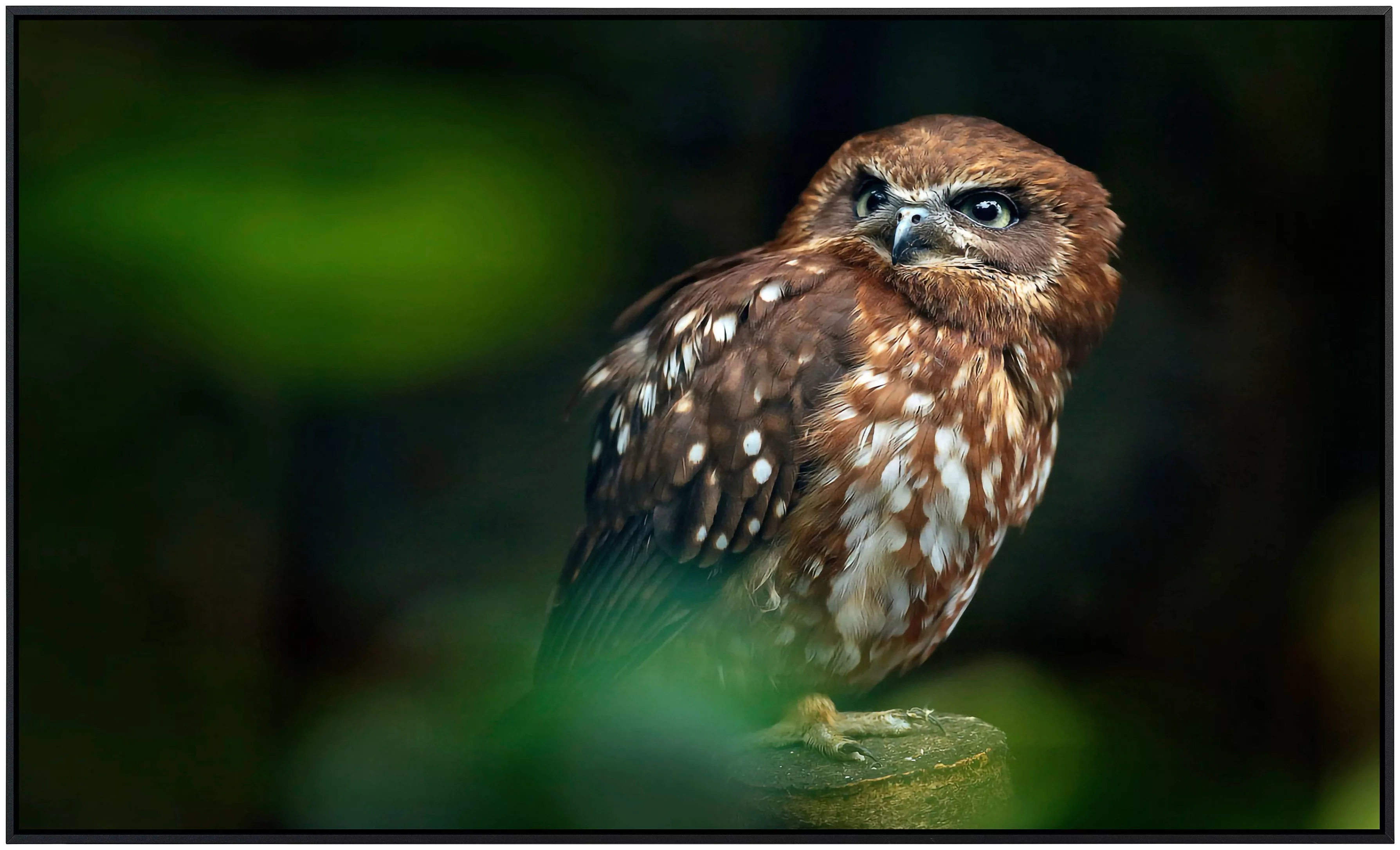 Papermoon Infrarotheizung »Brown Wood Owl« günstig online kaufen
