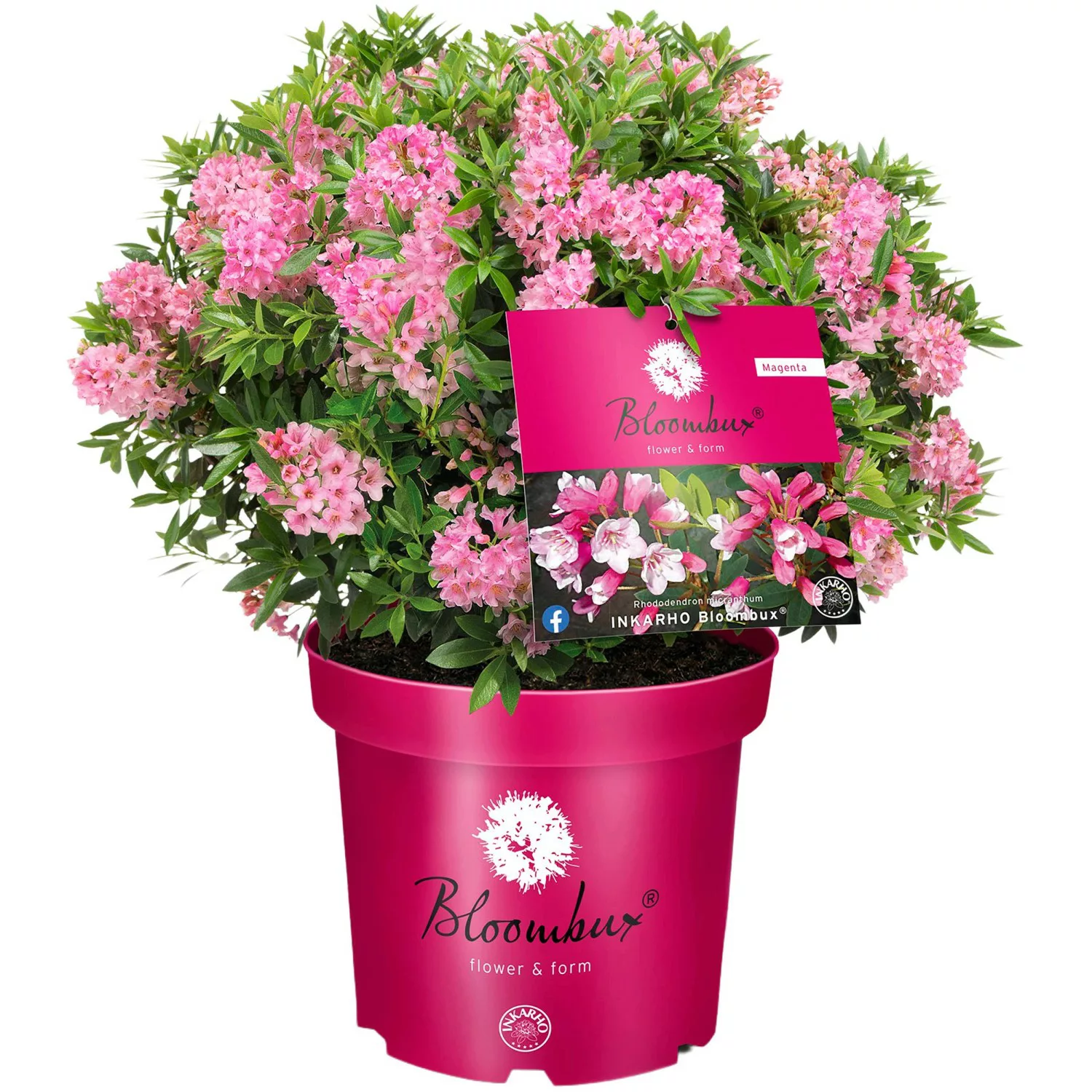 Zwerg-RhododendronBloombux Magenta Höhe ca. 10 - 30 cm Topf ca. 5 l günstig online kaufen