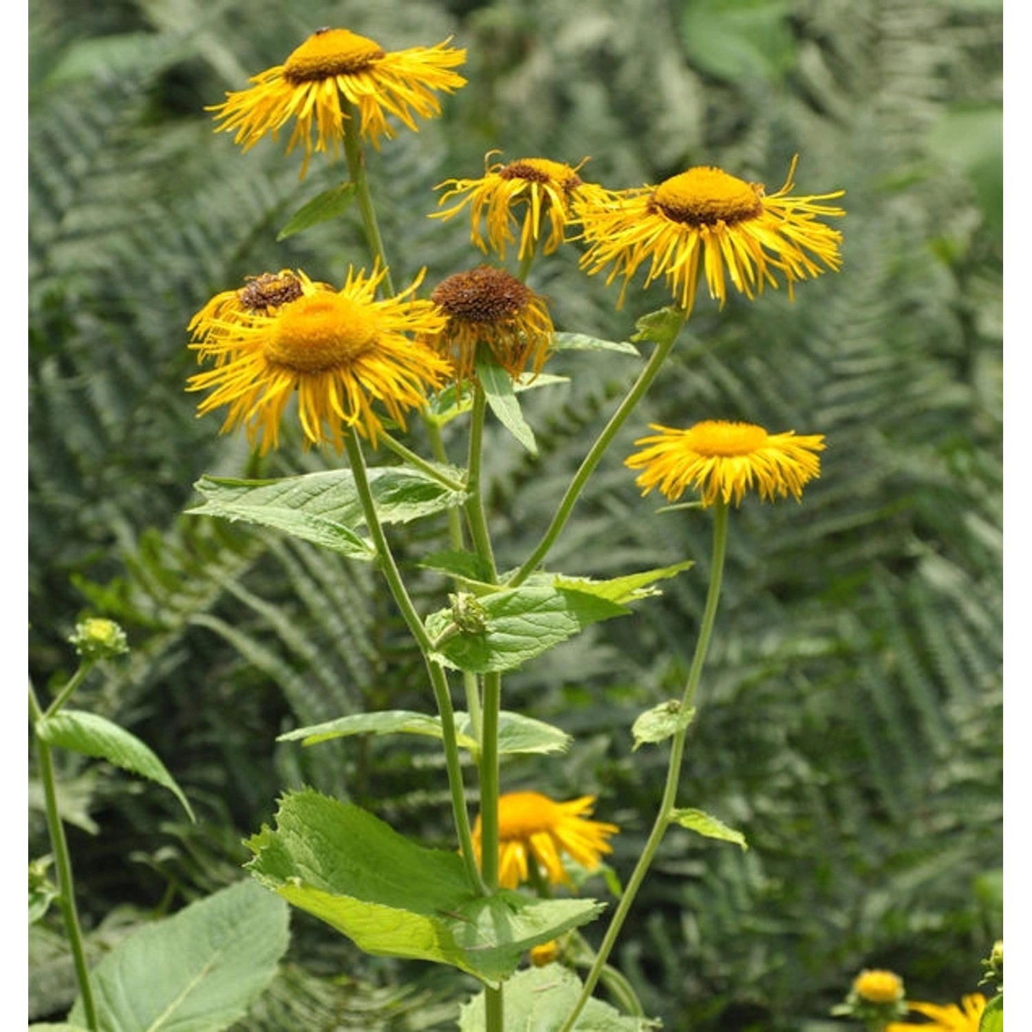 Großblumige Scheinaster - Telekia speciosa günstig online kaufen