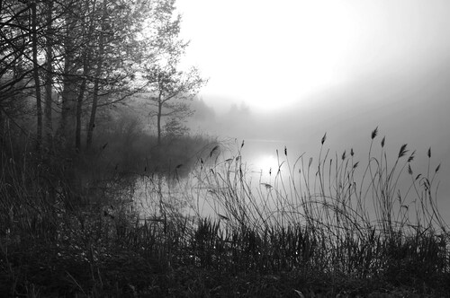 Papermoon Fototapete »See im Wald Schwarz & Weiß« günstig online kaufen