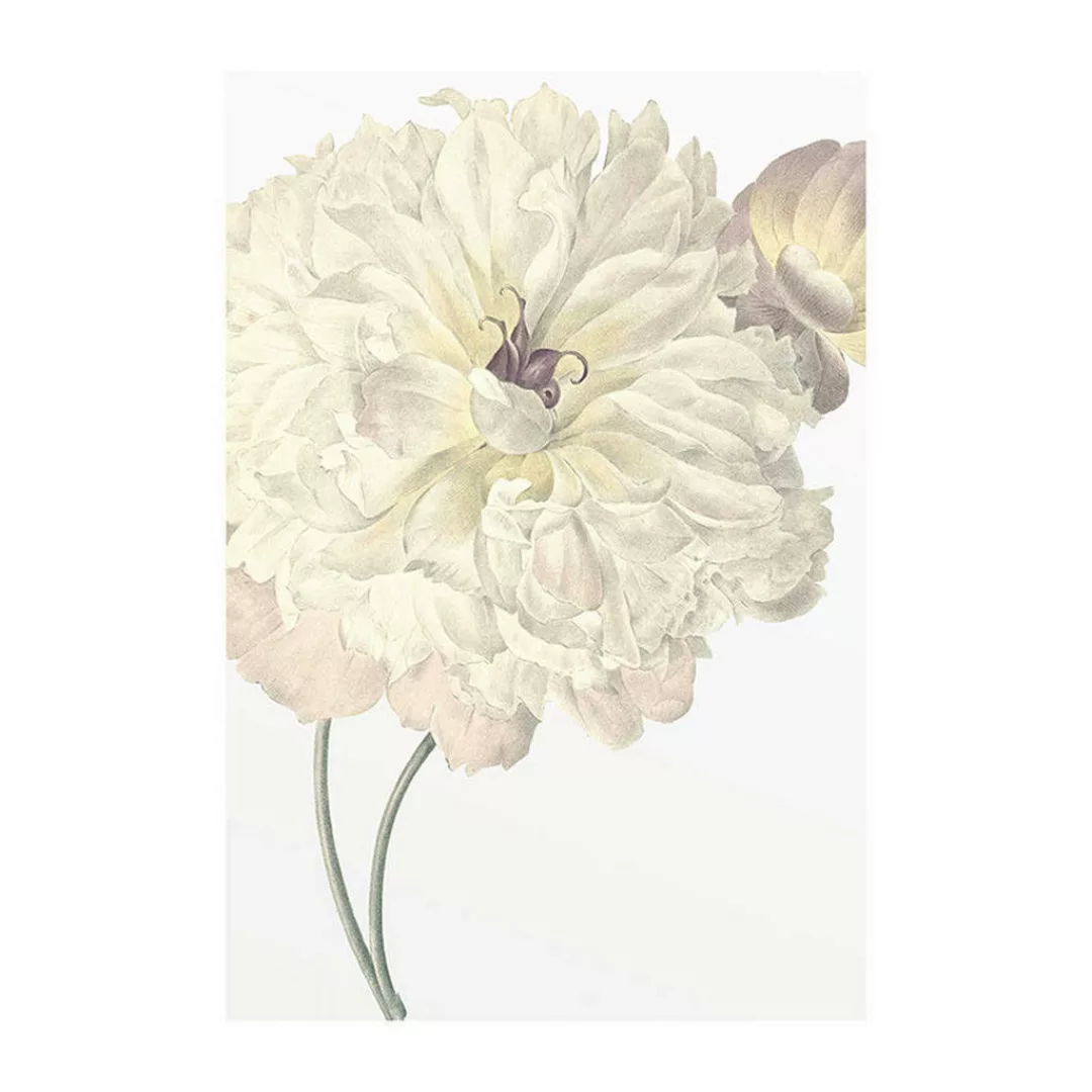 Komar Wandbild Illustration Dahlia Blume B/L: ca. 50x70 cm günstig online kaufen