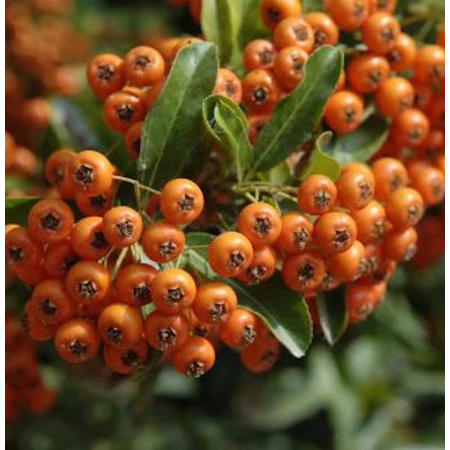 Feuerdorn Orange Glow 100-125cm - Pyracantha günstig online kaufen