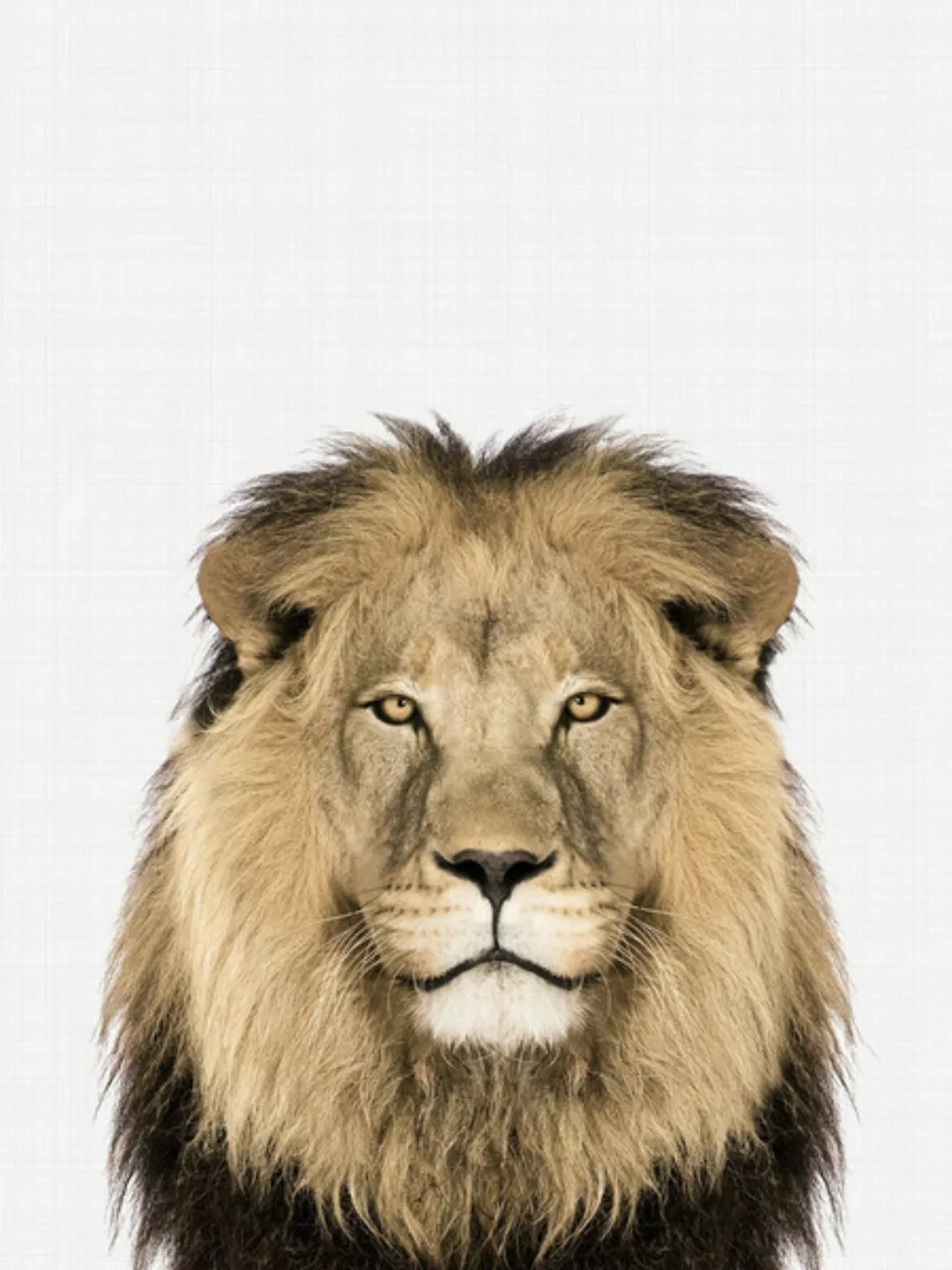 Poster / Leinwandbild - Lion günstig online kaufen