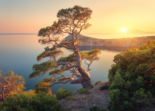 Papermoon Fototapete »Tree Mountain Sunset« günstig online kaufen