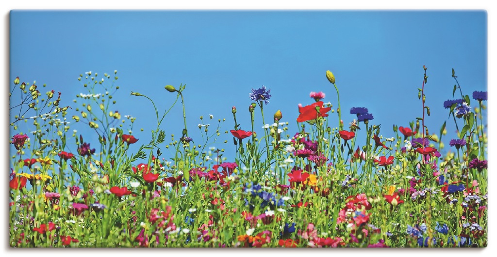 Artland Wandbild "Blumenwiese II", Blumenwiese, (1 St.), als Leinwandbild, günstig online kaufen