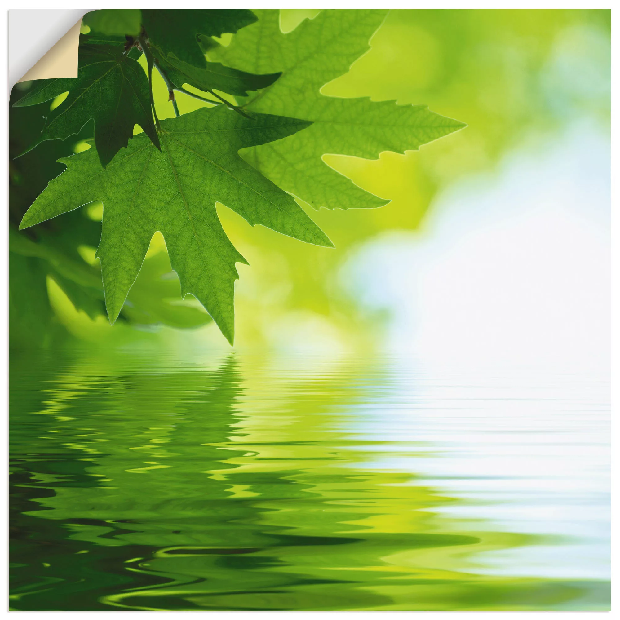 Artland Wandbild "Grüne Blätter reflektieren im Wasser", Blätter, (1 St.) günstig online kaufen