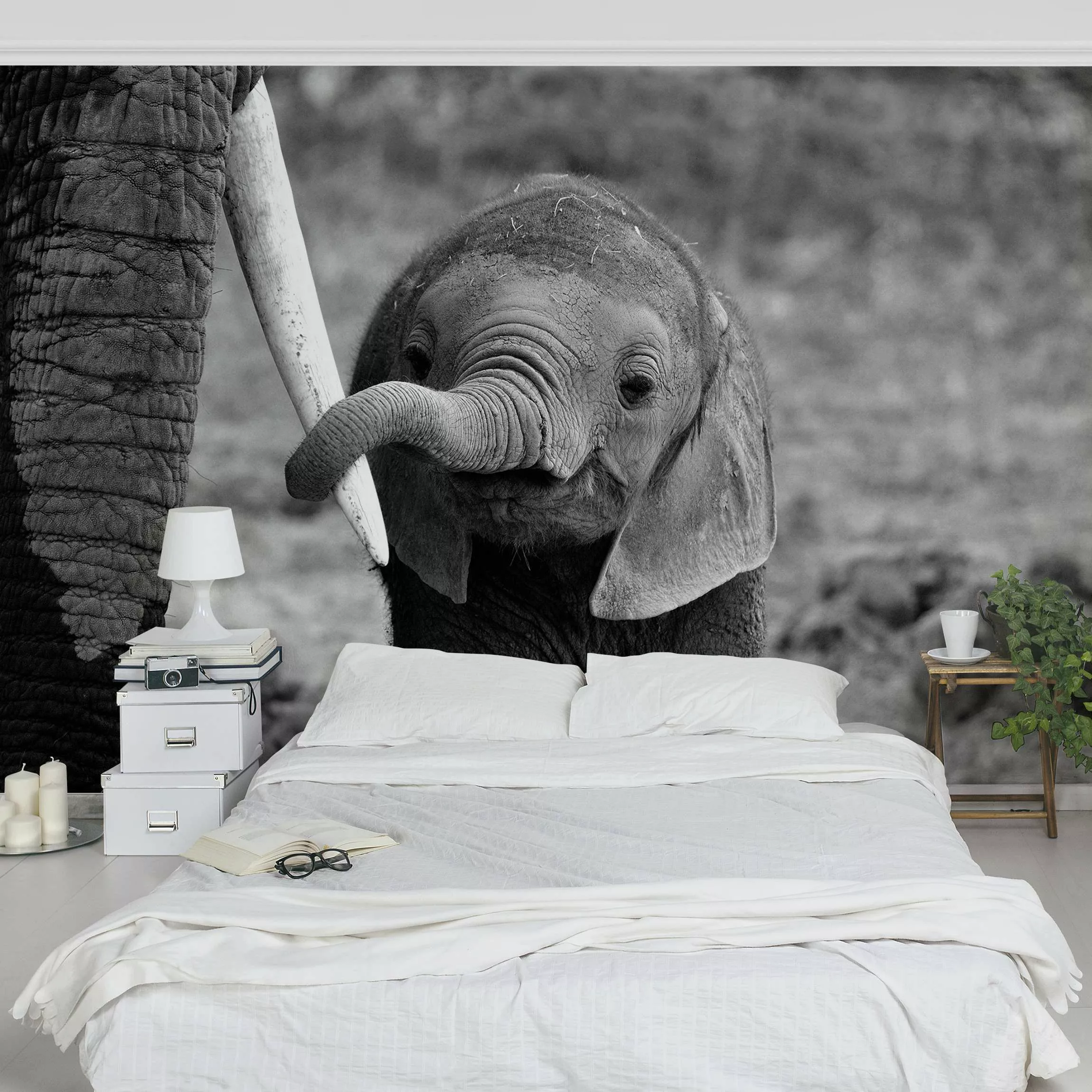 Fototapete Elefantenbaby günstig online kaufen