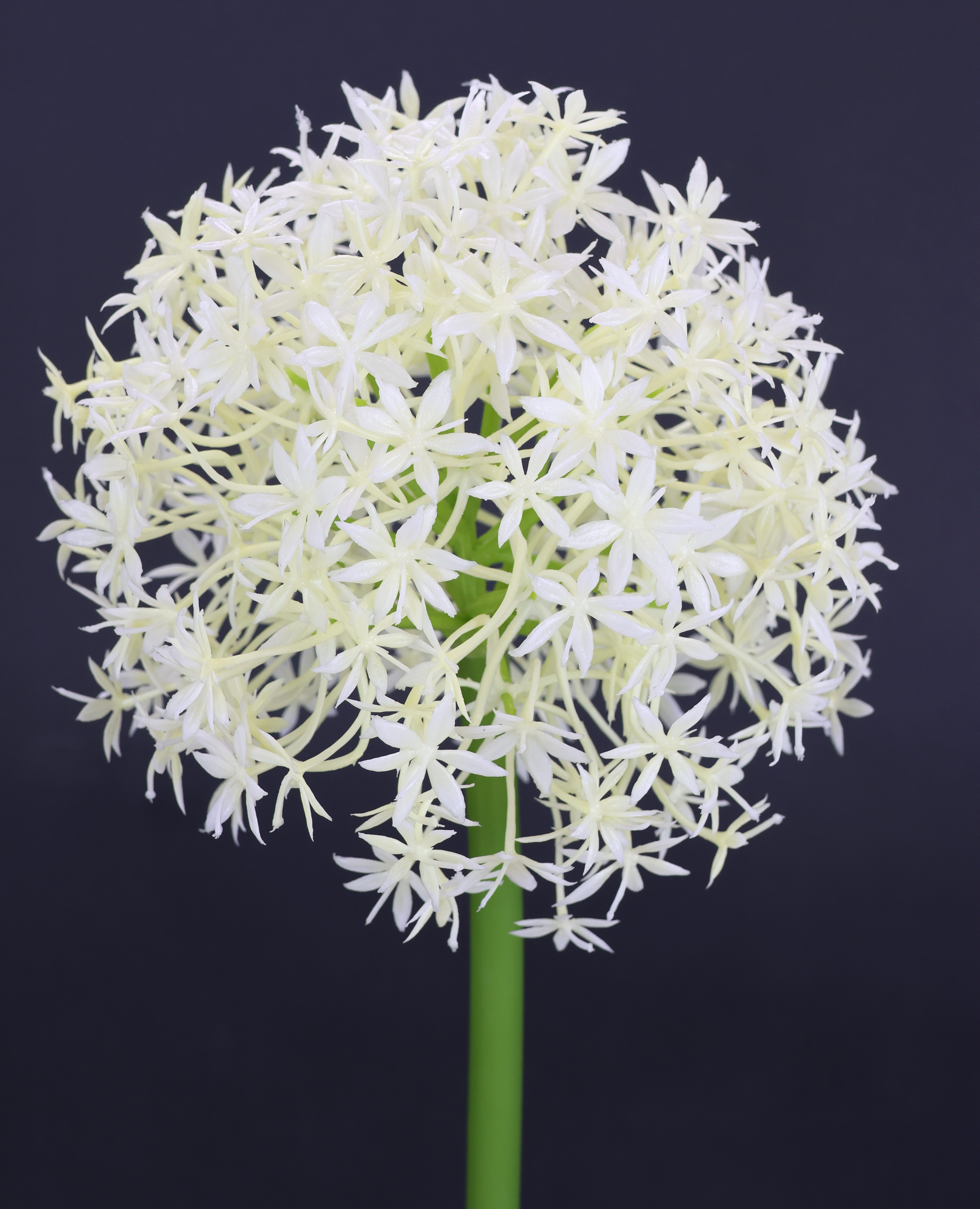 I.GE.A. Kunstblume "Allium Zierlauch", Stielblume künstliche Blumen, 2er Se günstig online kaufen