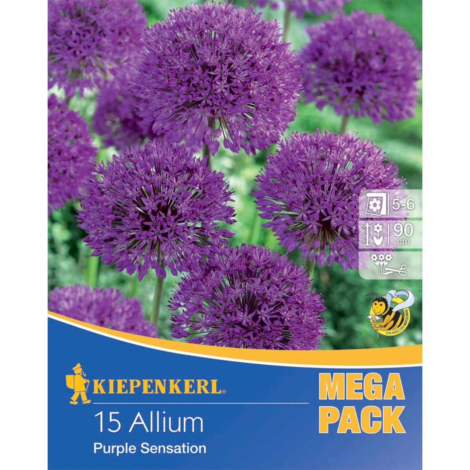 Kiepenkerl Blumenzwiebeln Zierlauch  Mega-Pack Purple Sensation  15 Stück günstig online kaufen