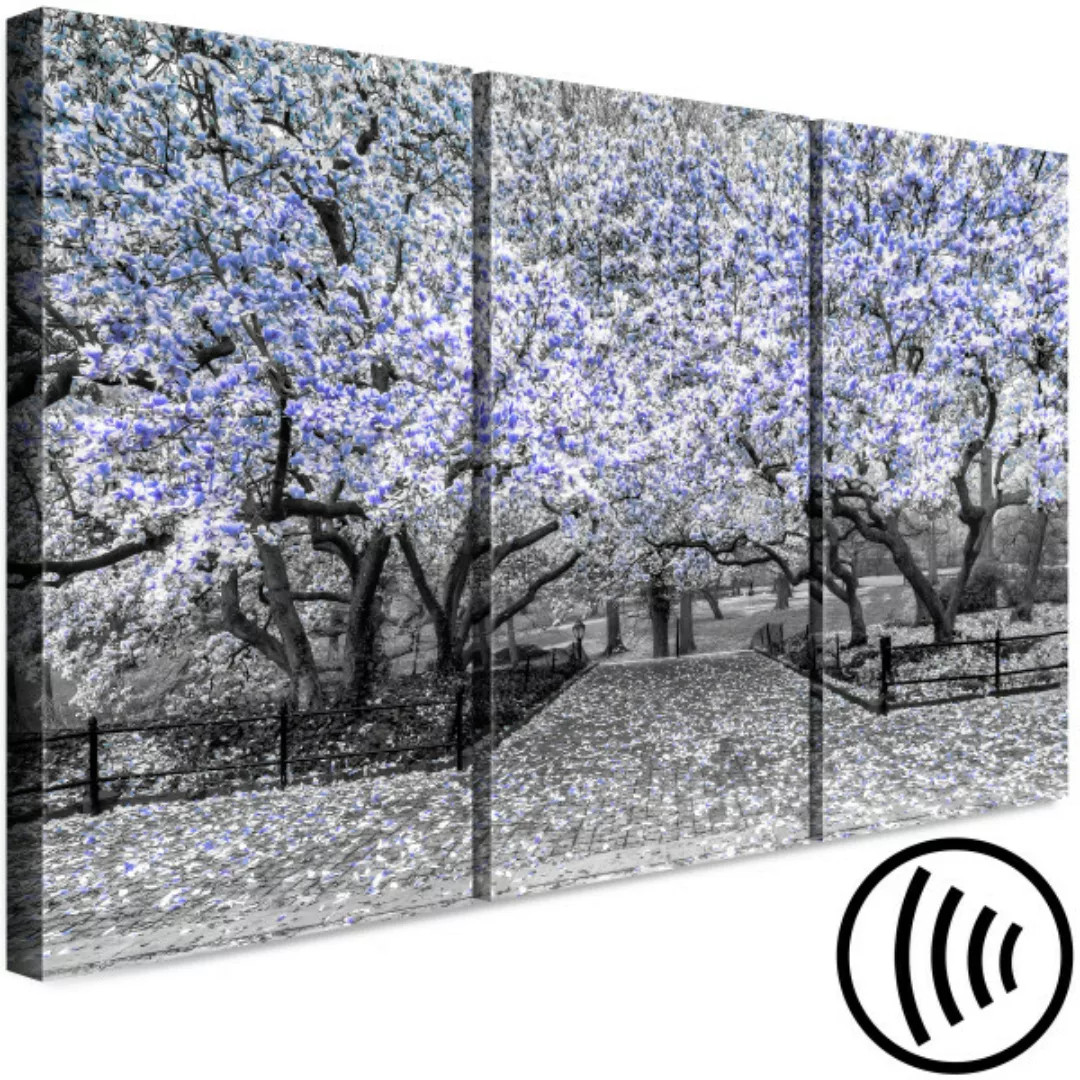 Bild auf Leinwand Blühende Magnolie - Triptychon mit Magnolienbäumen und li günstig online kaufen