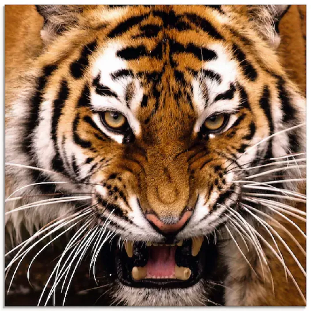 Artland Glasbild "Tiger Kopf", Wildtiere, (1 St.) günstig online kaufen