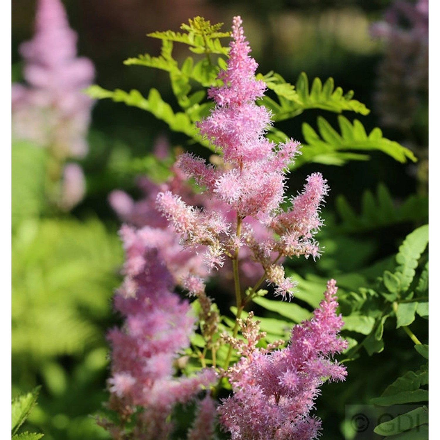 Prachtspiere Cattleya - Astilbe arendsii günstig online kaufen