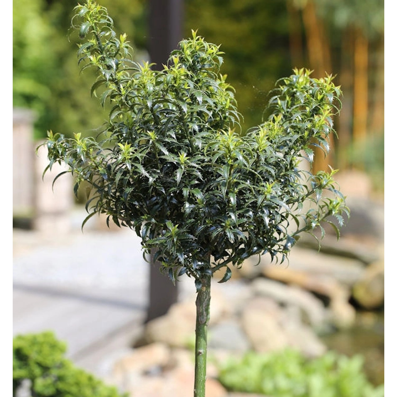 Hochstamm Stechpalme Ilex Heckenzwerg 100-125cm - Ilex meserveae günstig online kaufen