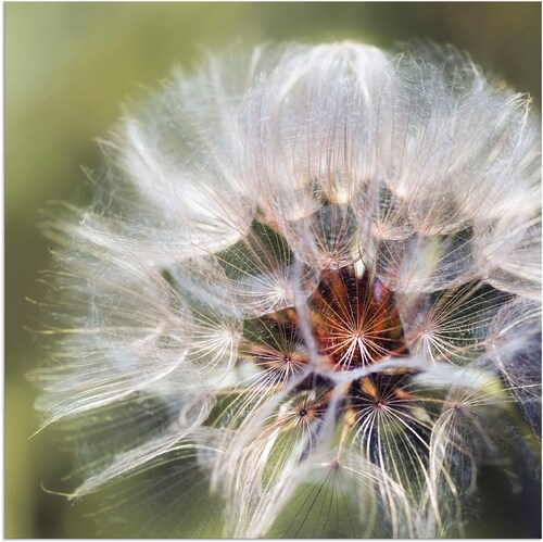 Artland Wandbild »Pusteblume II«, Blumen, (1 St.), als Alubild, Outdoorbild günstig online kaufen