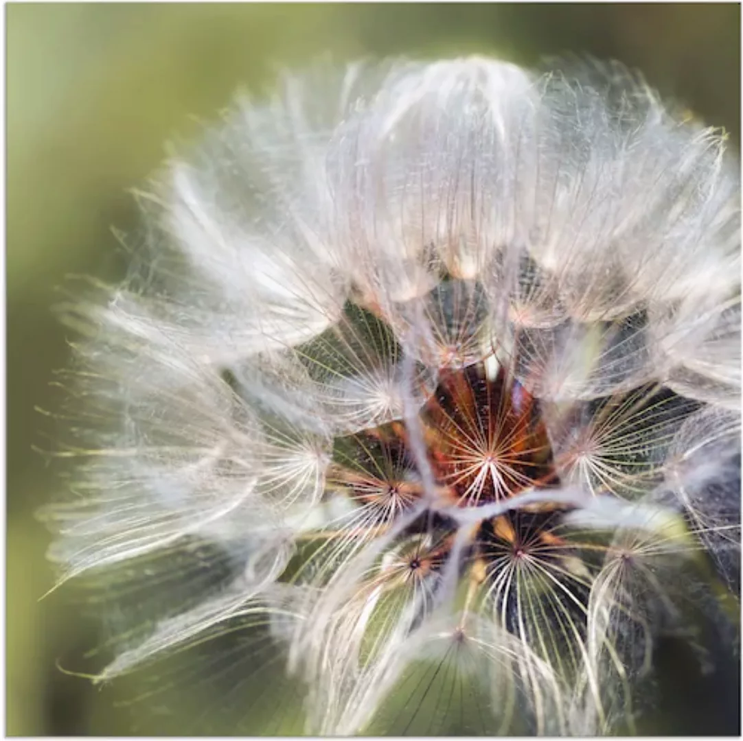 Artland Wandbild »Pusteblume II«, Blumen, (1 St.), als Alubild, Outdoorbild günstig online kaufen