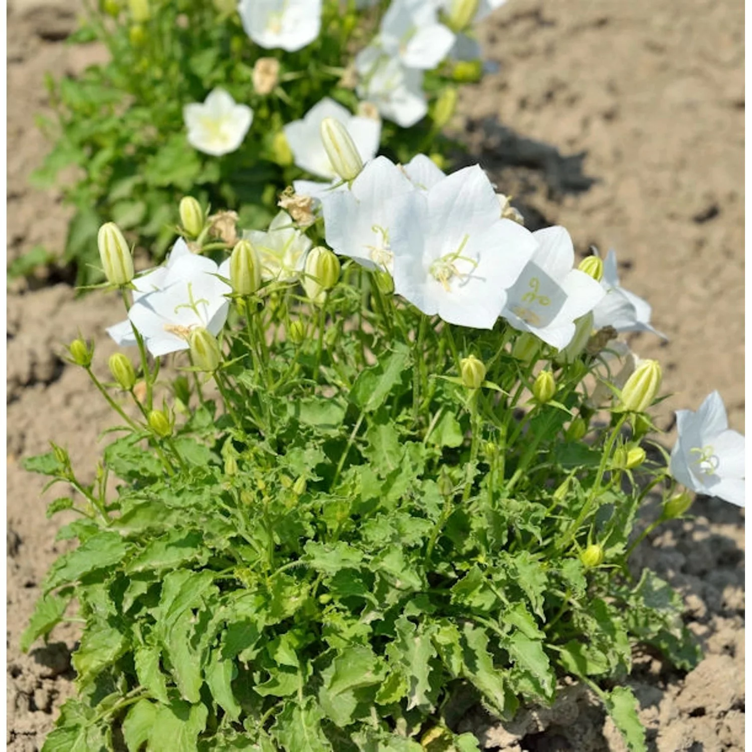 Karpaten Glockenblume Weiße Clips - Campanula carpatica günstig online kaufen