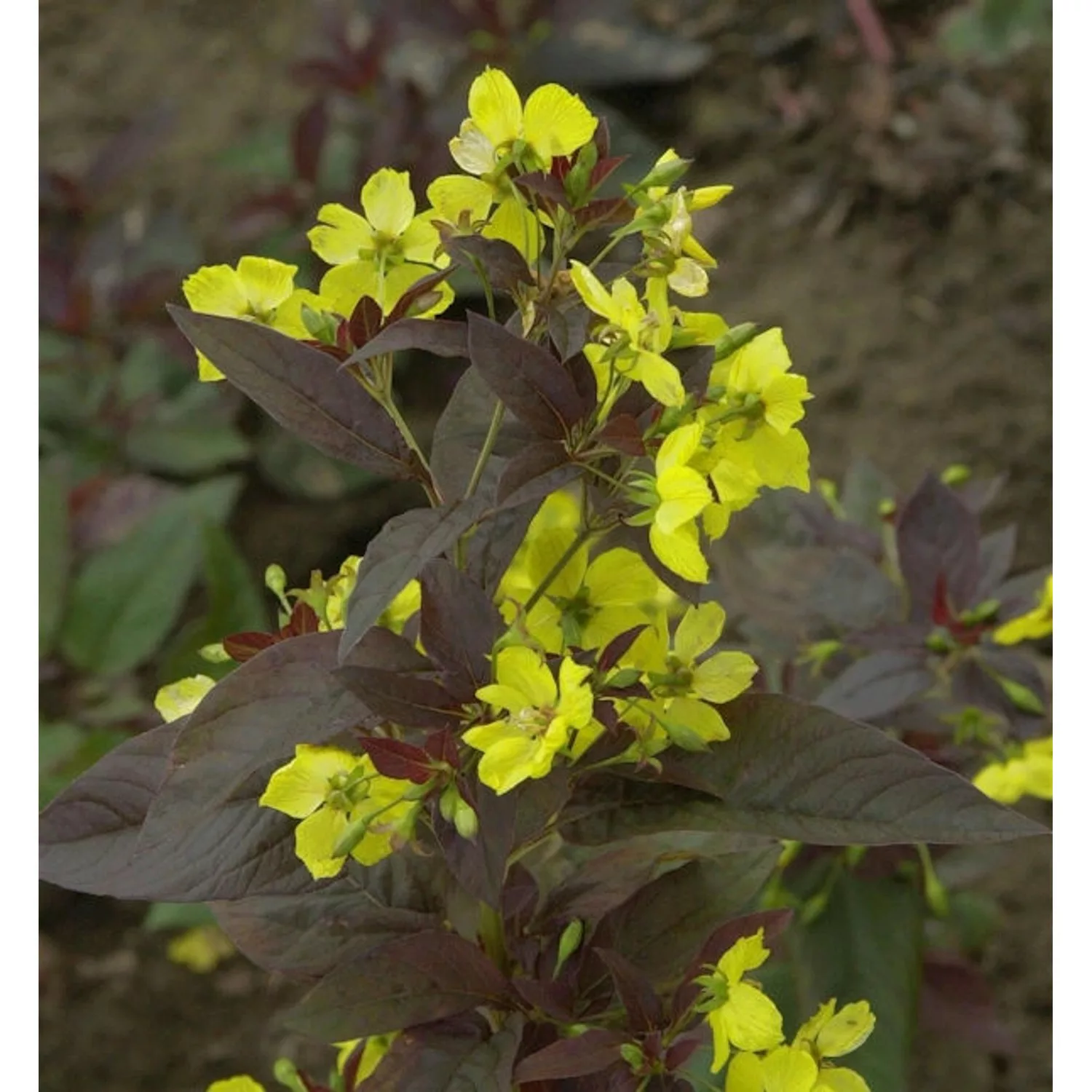 Felberich Firecracker - Lysimachia ciliata günstig online kaufen