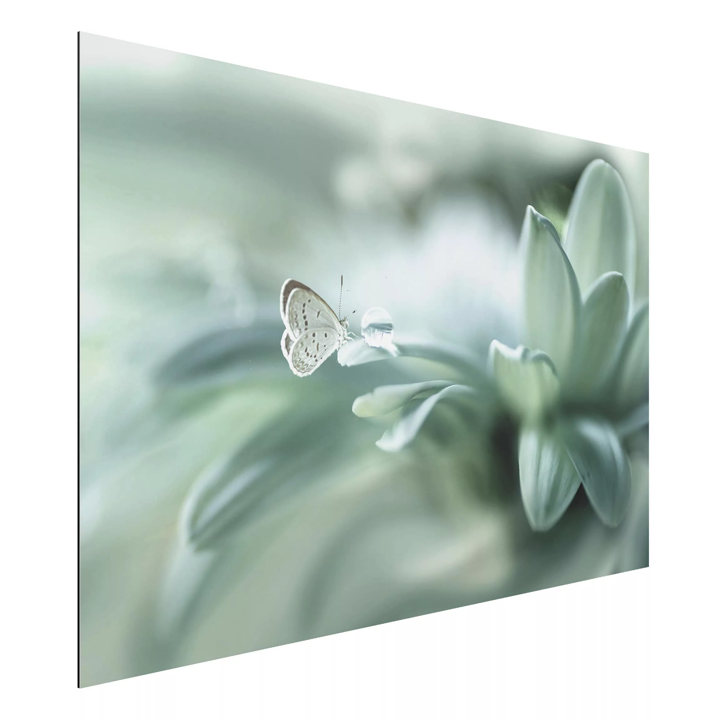Alu-Dibond Bild Blumen - Querformat 3:2 Schmetterling und Tautropfen in Pas günstig online kaufen