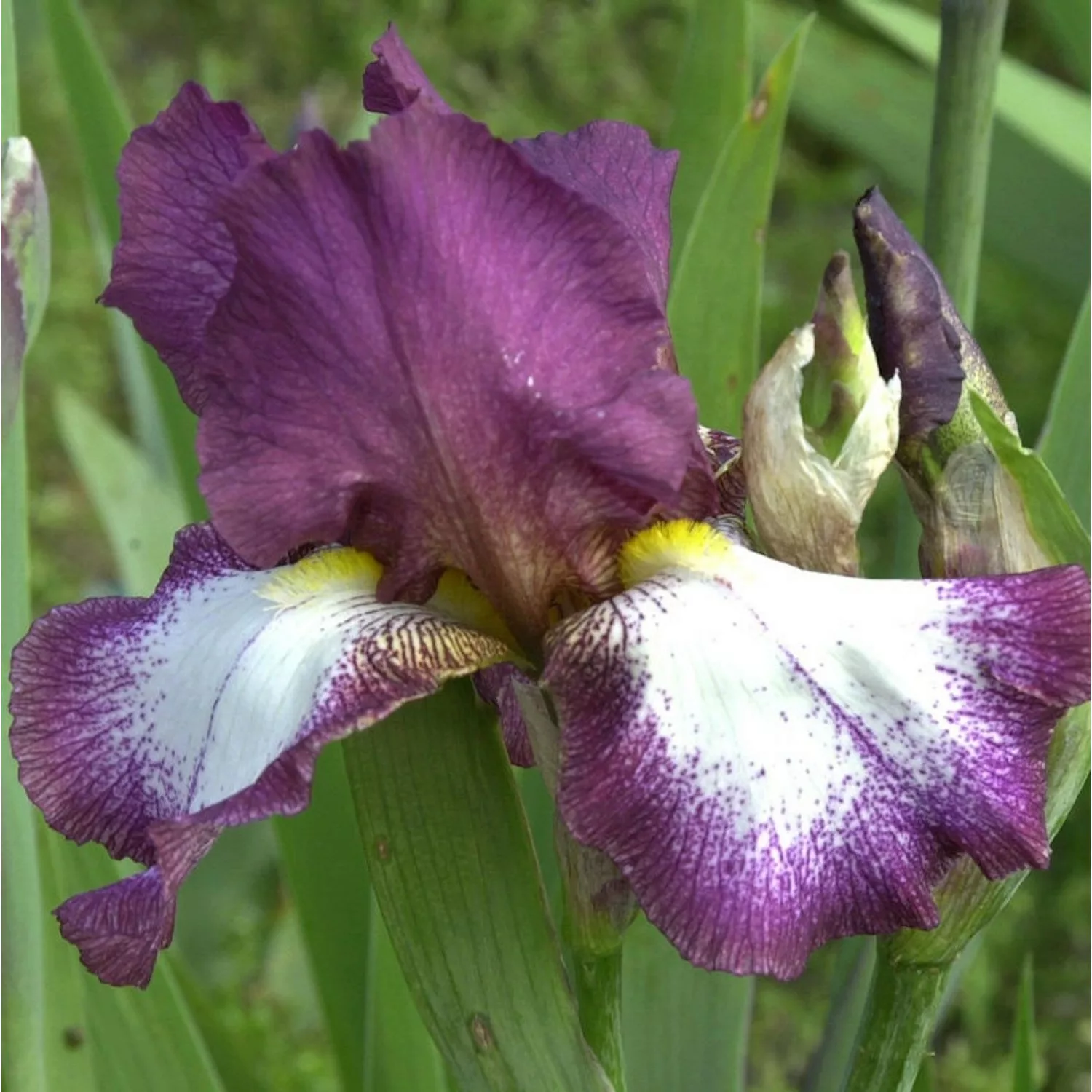 Schwertlilie Going my Way - Iris barbata günstig online kaufen