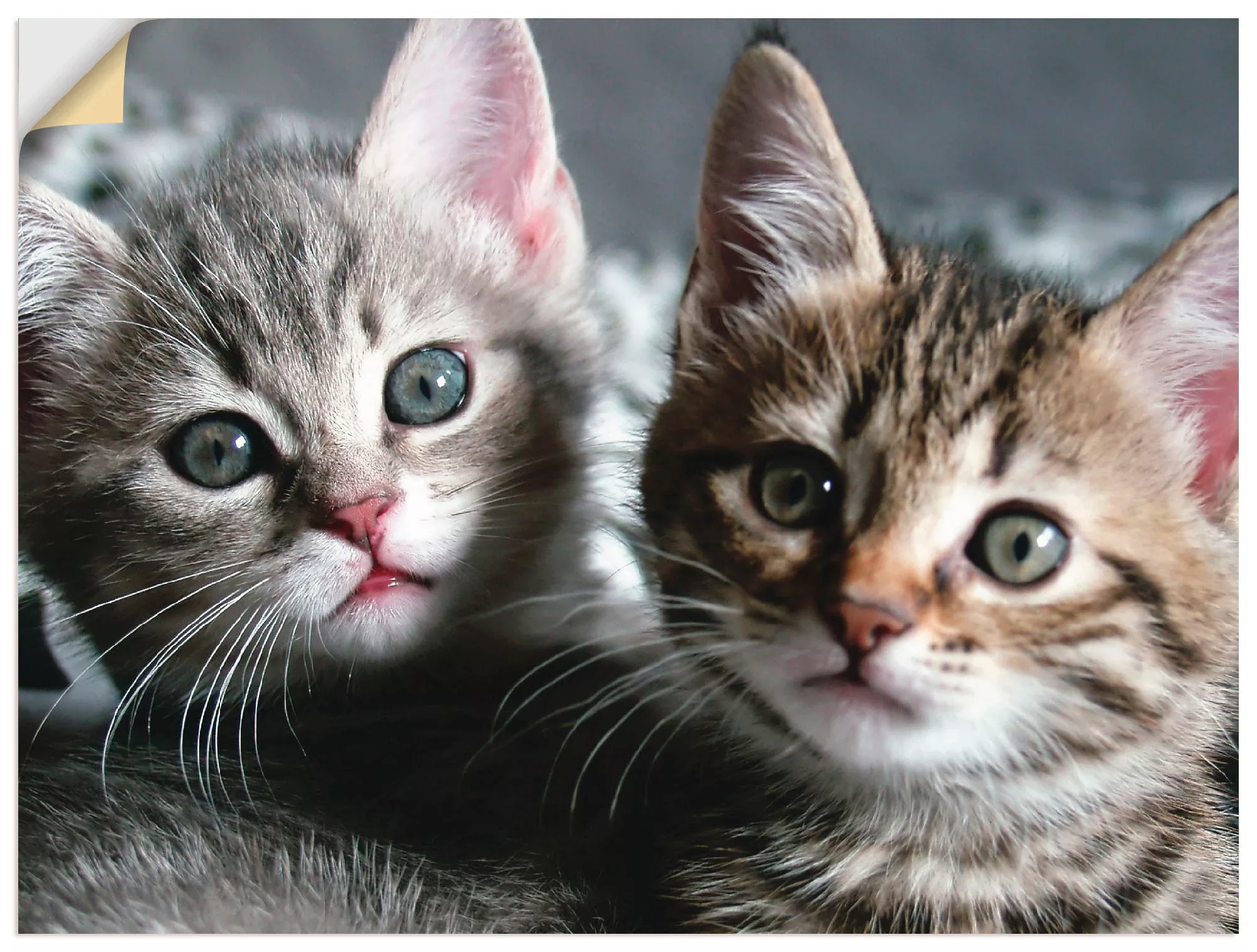 Artland Wandbild »Katze«, Haustiere, (1 St.), als Alubild, Outdoorbild, Lei günstig online kaufen