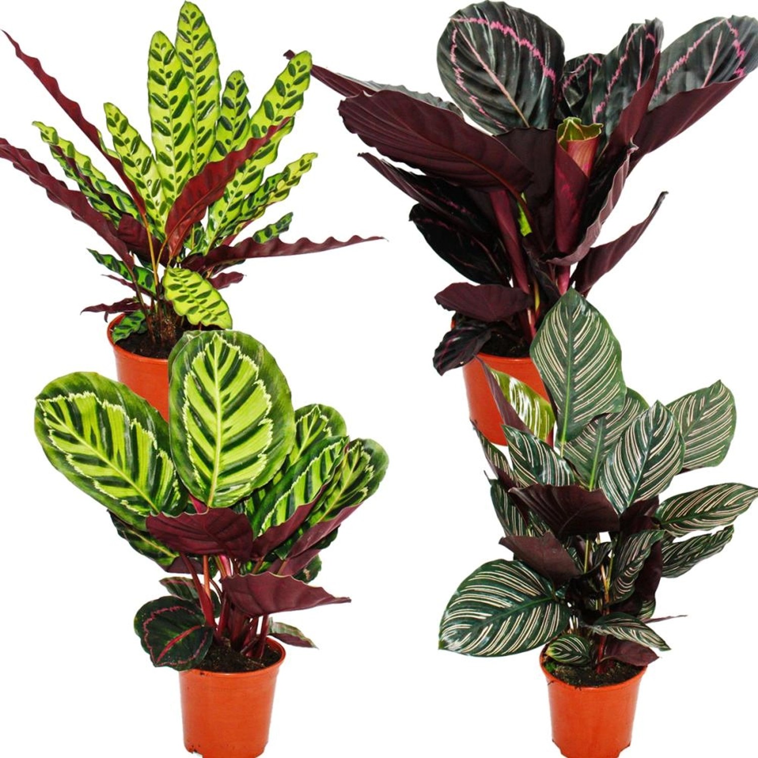 Exotenherz Schattenpflanzen 4er Set Ausgefallenem Blattmuster Calathea ca. günstig online kaufen