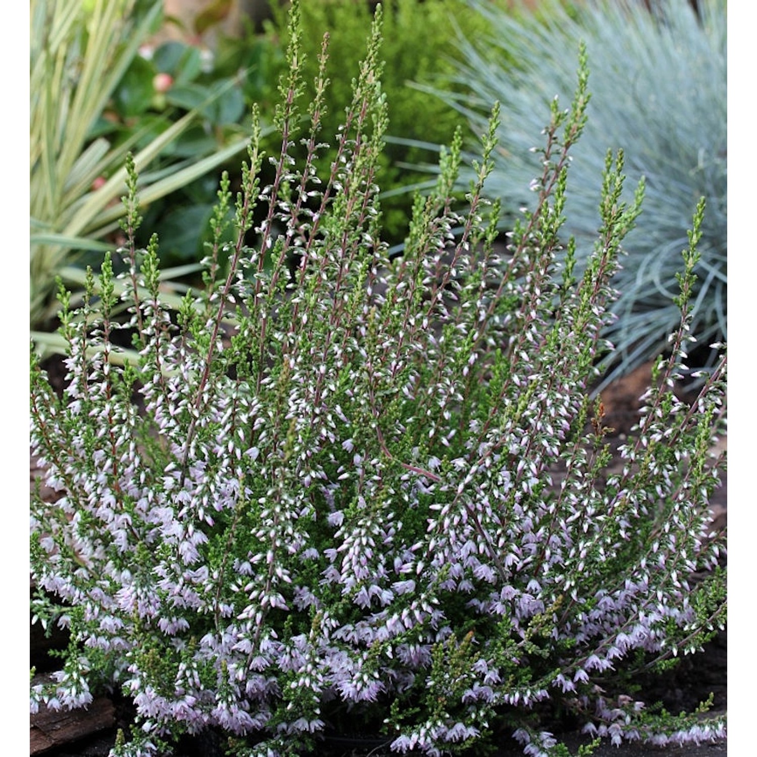 10x Besenheide Spring Torch - Calluna vulgaris günstig online kaufen