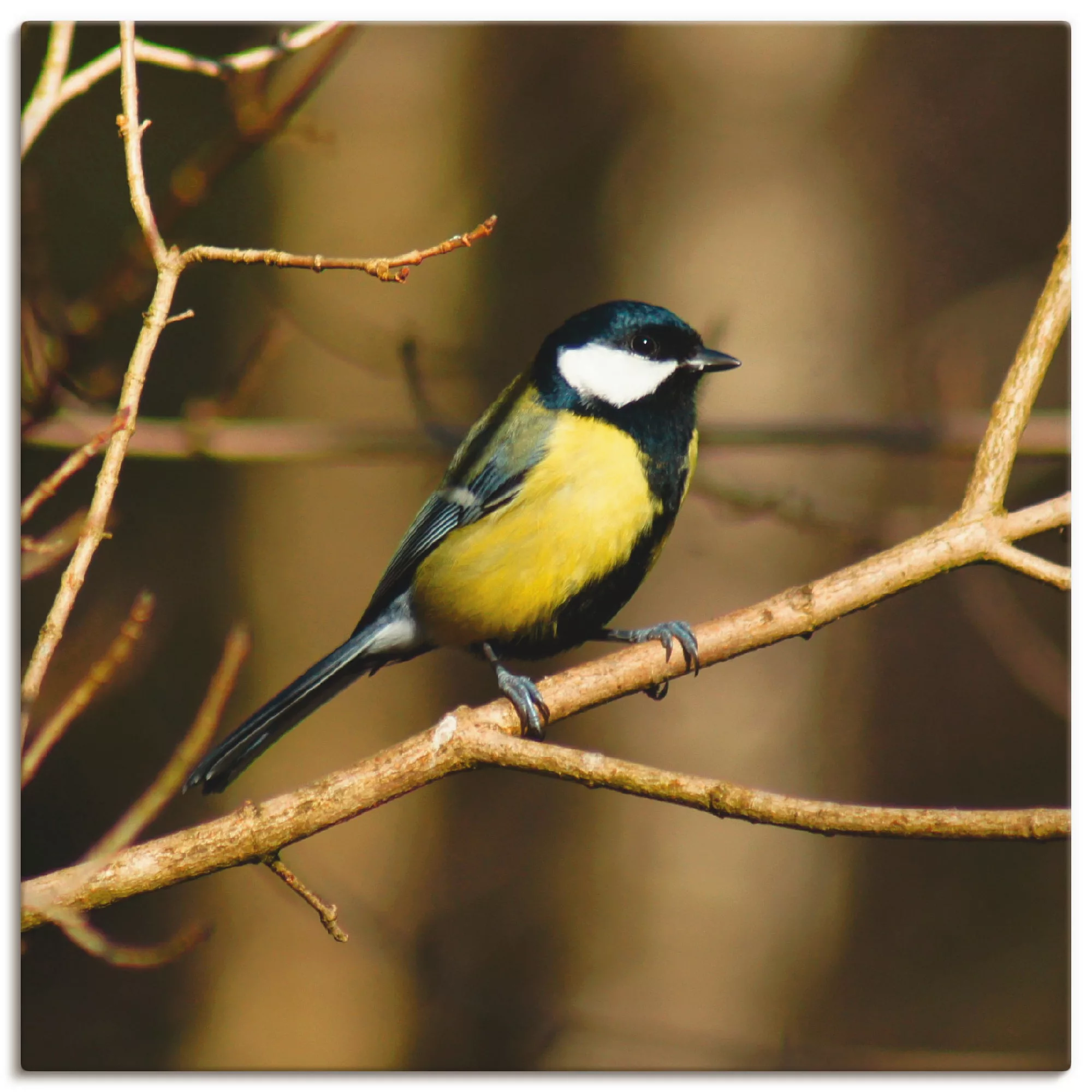 Artland Leinwandbild »Kohlmeise im Wald«, Vögel, (1 St.), auf Keilrahmen ge günstig online kaufen