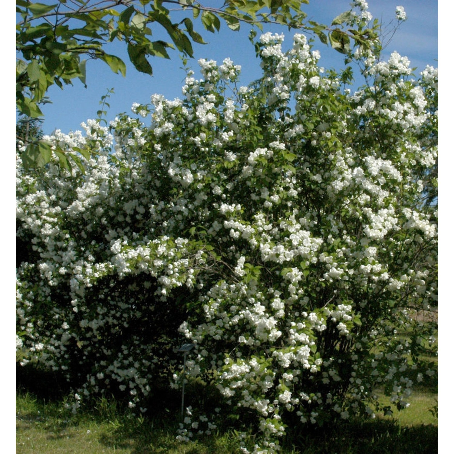 Zwerg Jasmin Little White Love 60-80cm - Philadelphus coronarius günstig online kaufen