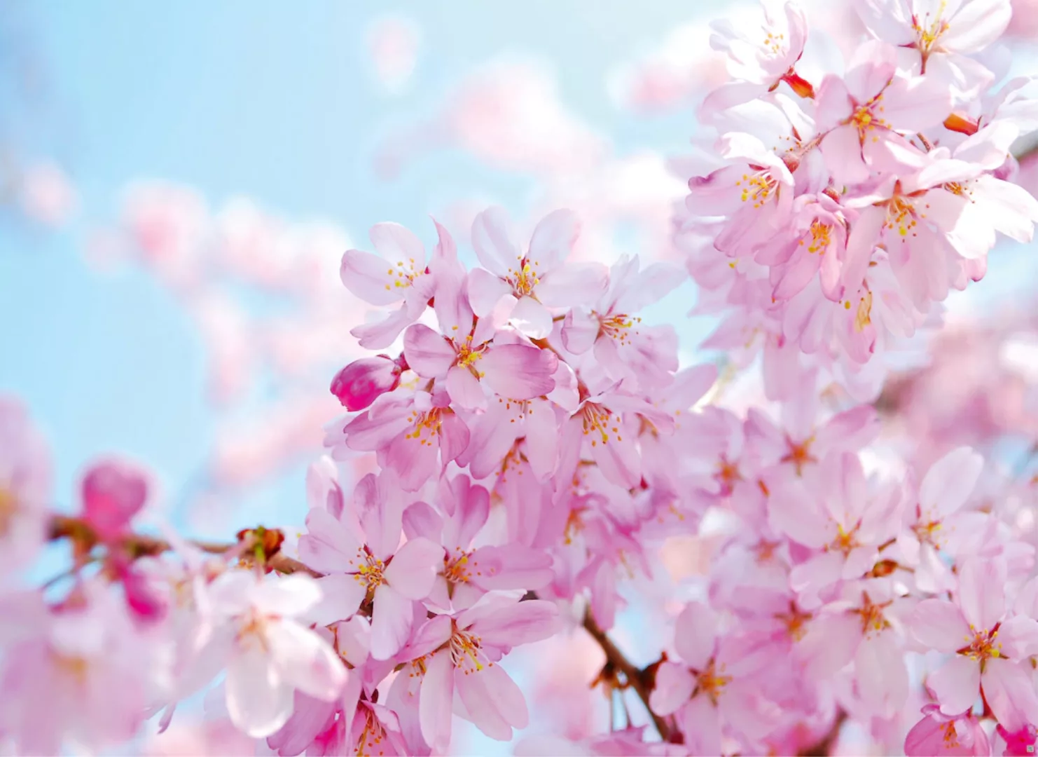 Papermoon Fototapete »Cherry Blossom« günstig online kaufen