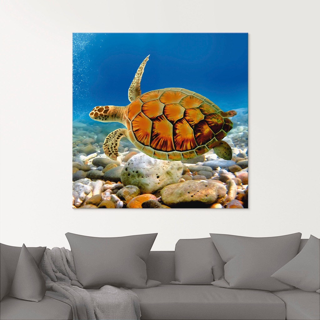 Artland Glasbild "Schildkröte", Wassertiere, (1 St.), in verschiedenen Größ günstig online kaufen