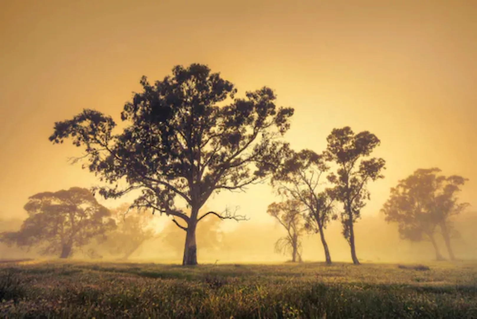 Papermoon Fototapete »Bäume auf Feld« günstig online kaufen
