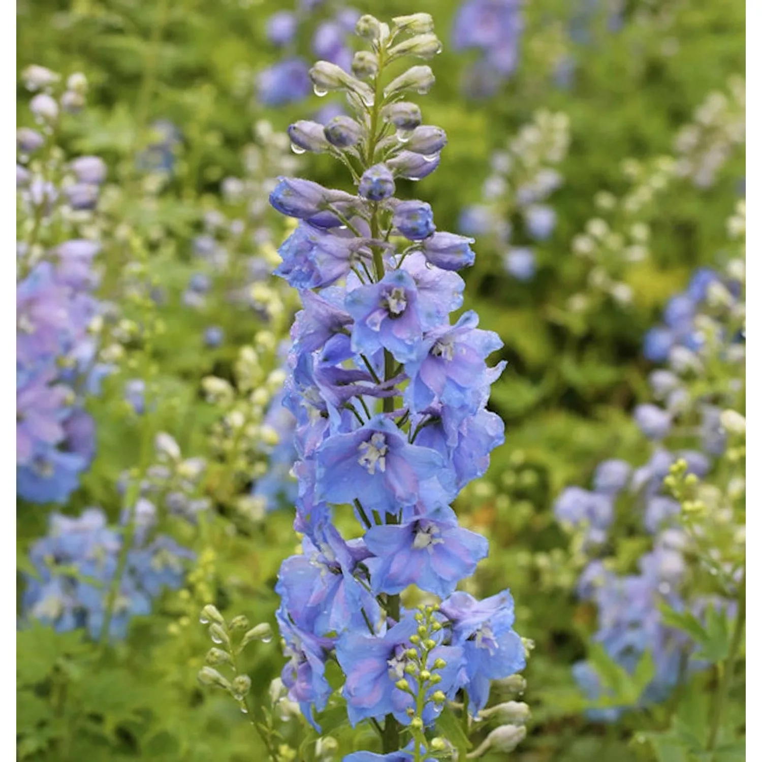 Rittersporn Summer Skies - Delphinium Pacific günstig online kaufen