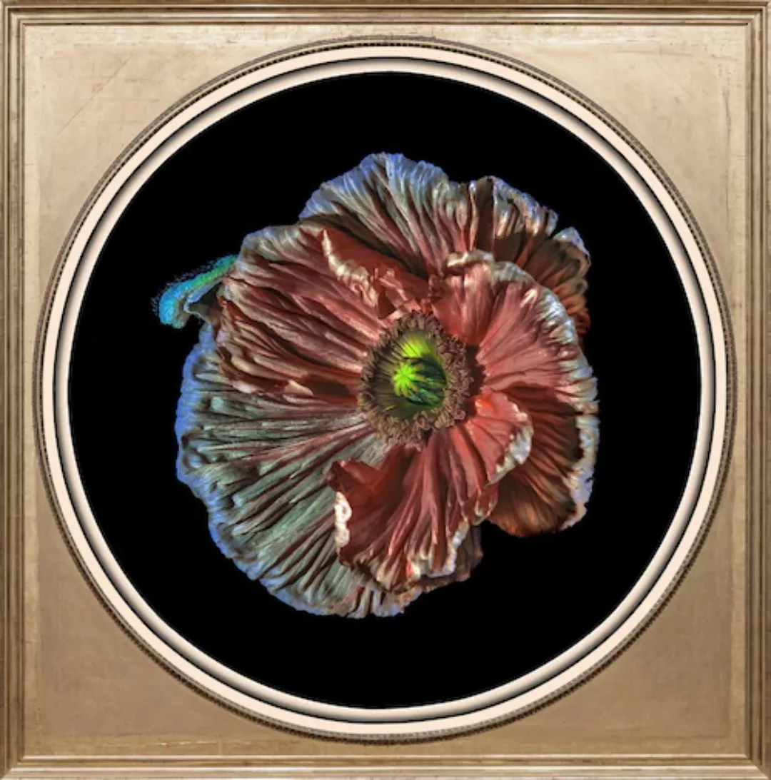 queence Acrylglasbild "Blüte" günstig online kaufen
