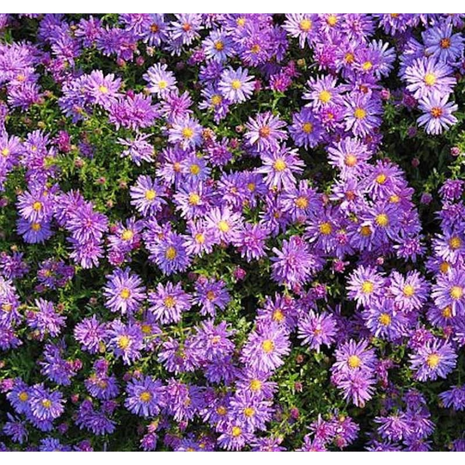 Kissenaster Blaue Lagune - Aster dumosus günstig online kaufen