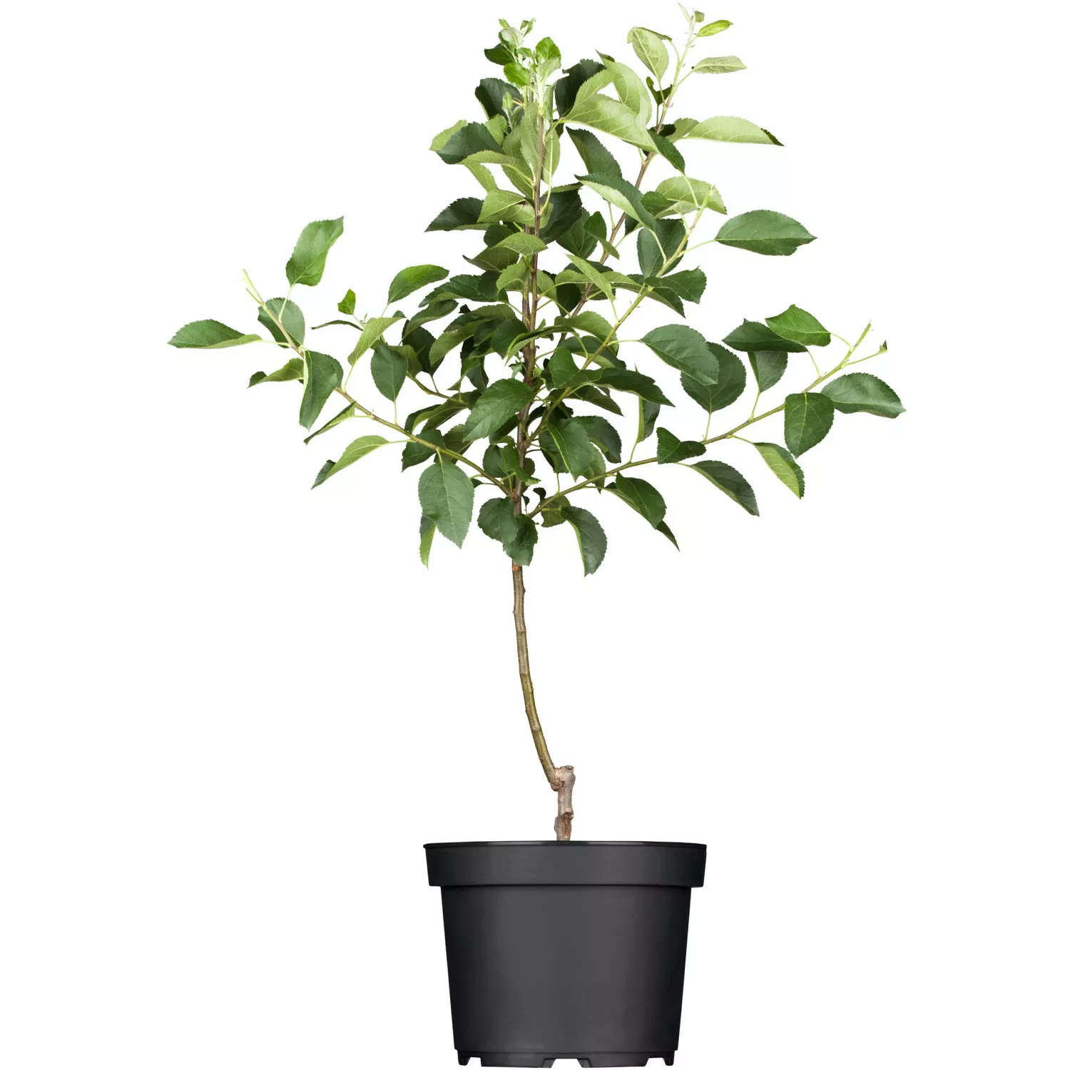 GROW by OBI Bio Herbstapfel Gravensteiner Rot-Orange ca. 120-140cm Topf ca. günstig online kaufen