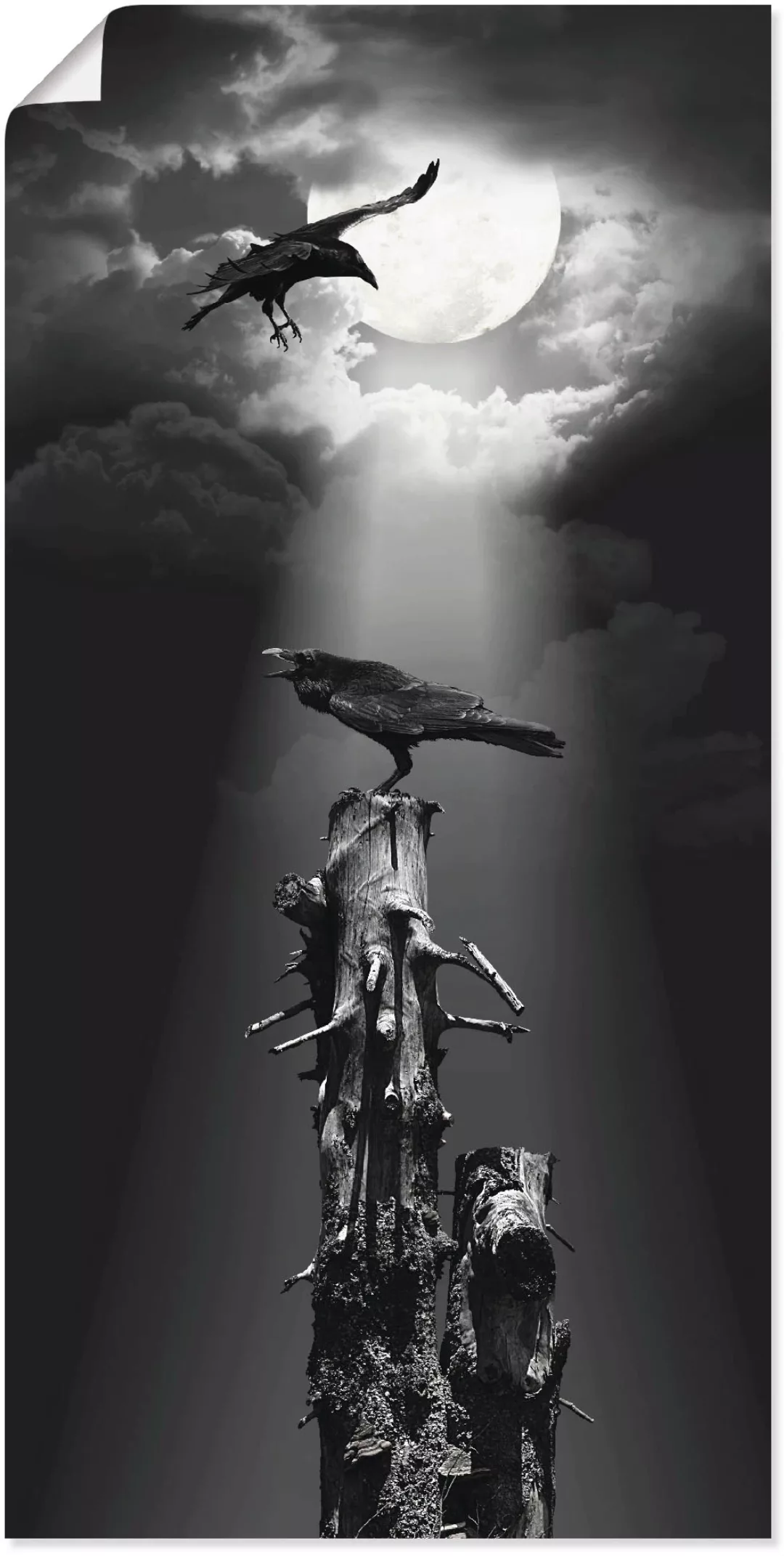 Artland Wandbild "Raben in der Nacht", Vögel, (1 St.), als Leinwandbild, Po günstig online kaufen