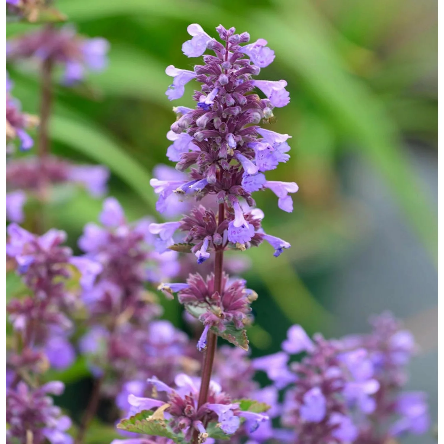 Katzenminze Blue Danube - Nepeta grandiflora günstig online kaufen