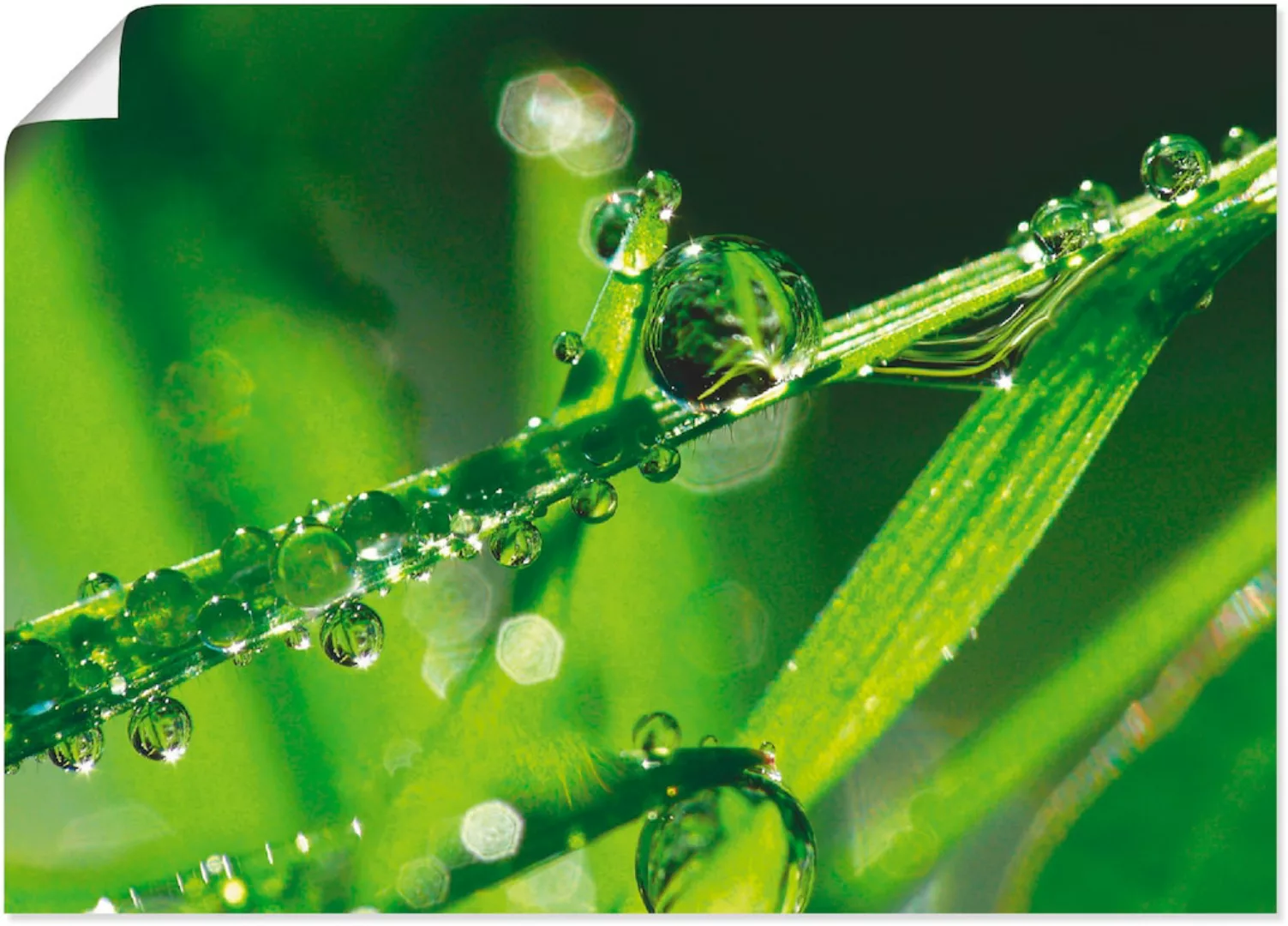 Artland Poster "Wassertropfen auf Gras", Gräser, (1 St.), als Leinwandbild, günstig online kaufen