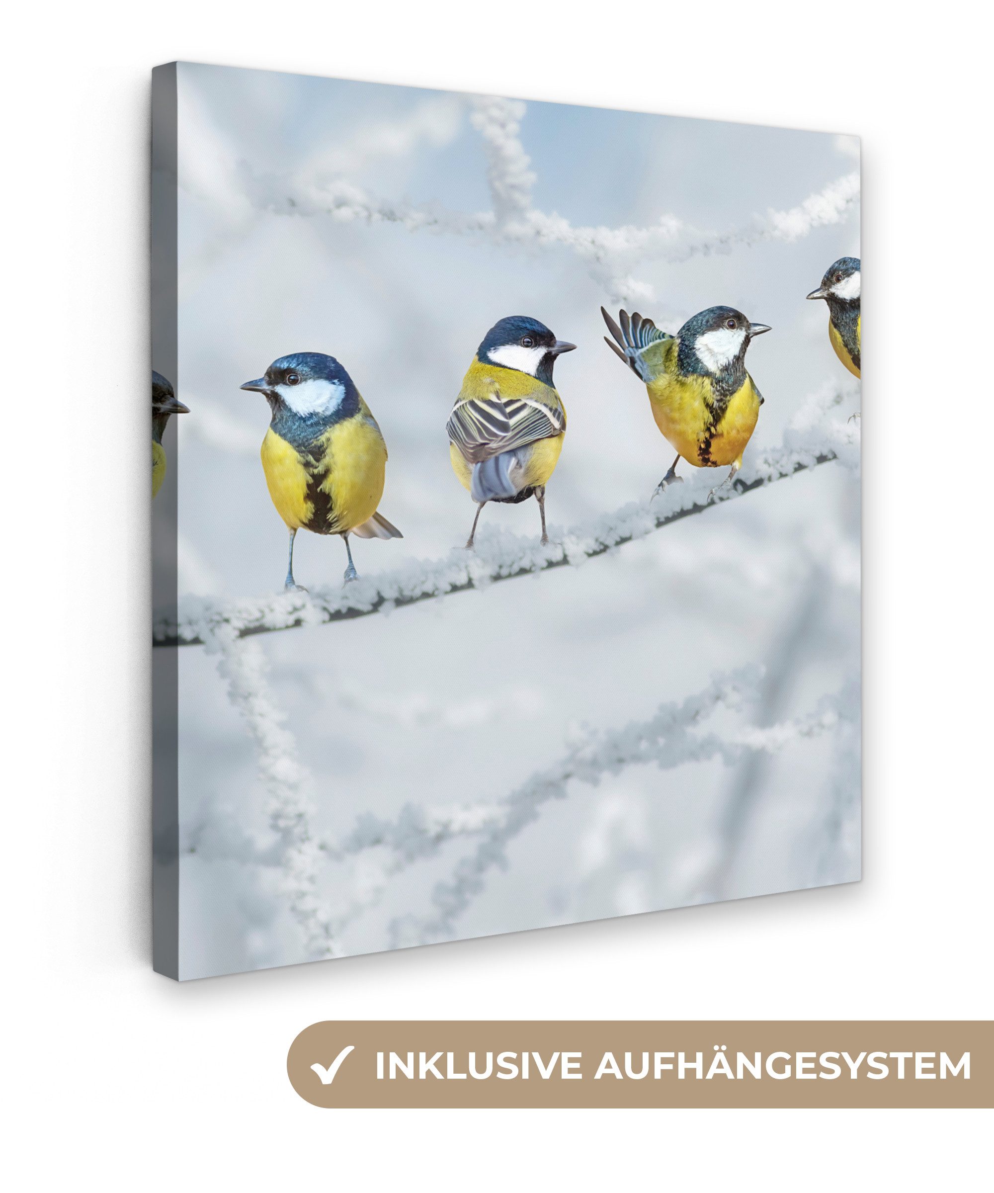 OneMillionCanvasses® Leinwandbild Vogel - Kohlmeise - günstig online kaufen