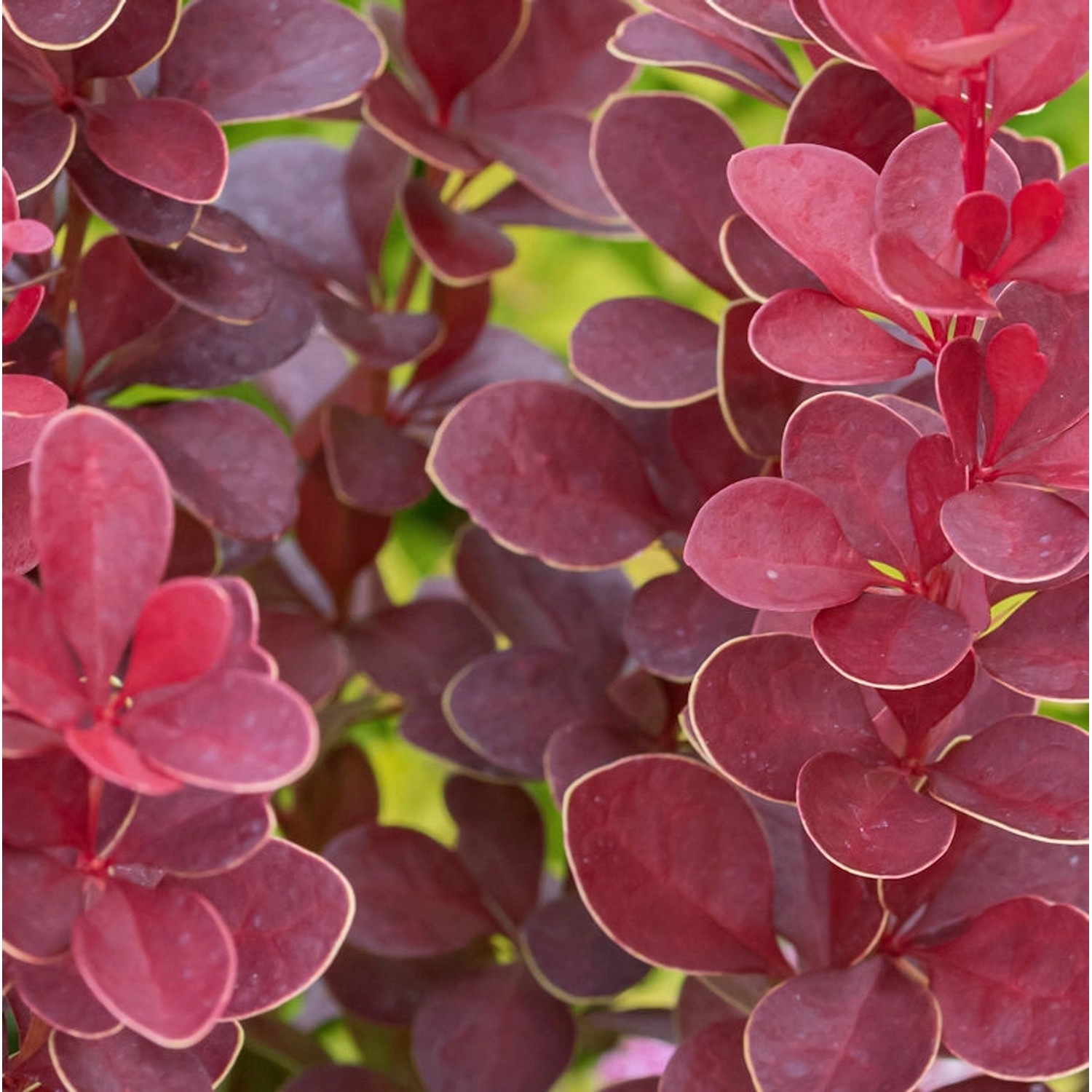 Berberitze Red Hot Chili 20-25cm - Berberis thunbergii günstig online kaufen