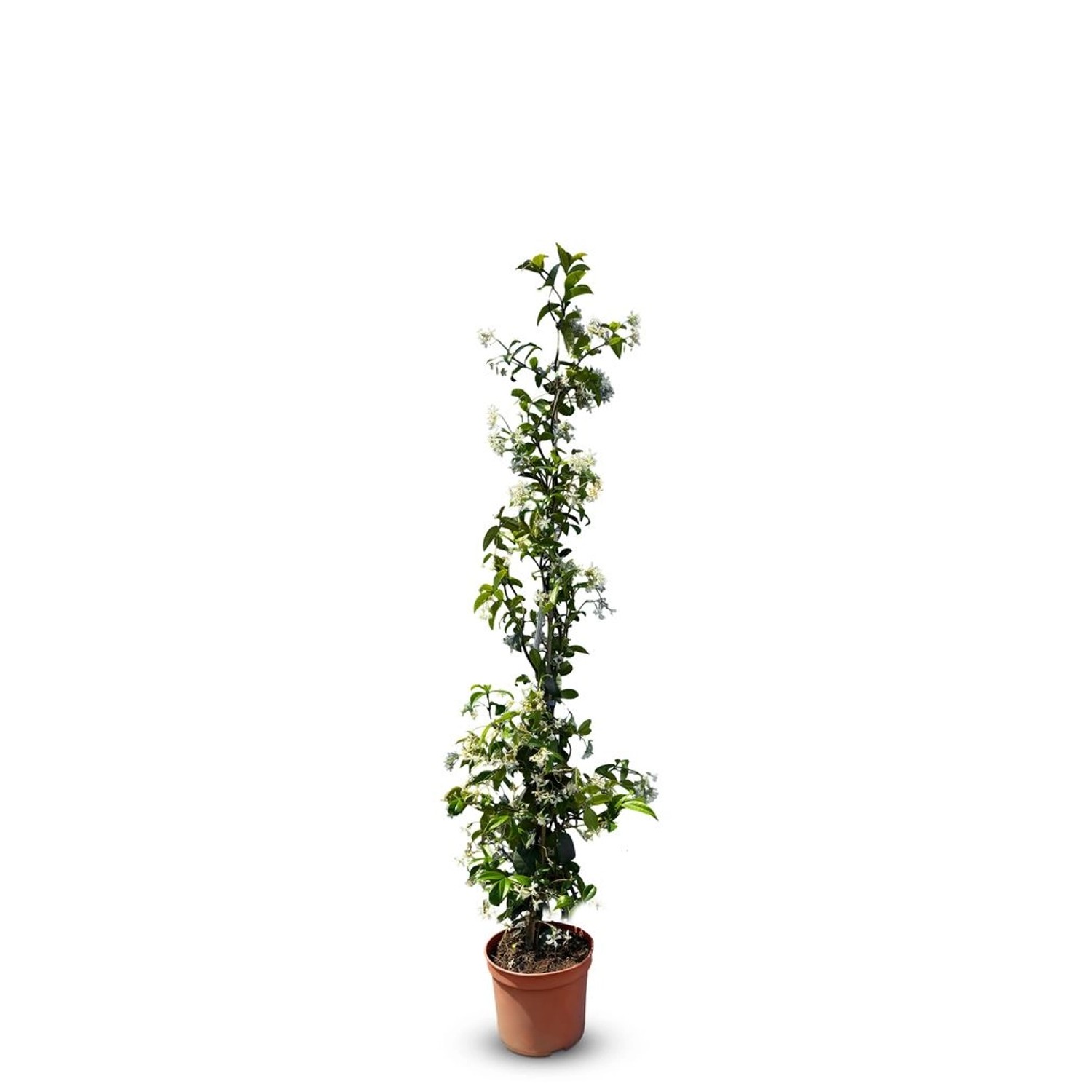 Sunny-Tree Toskanischer Jasmin  Kletterpflanze und Außenpflanze Widerstands günstig online kaufen