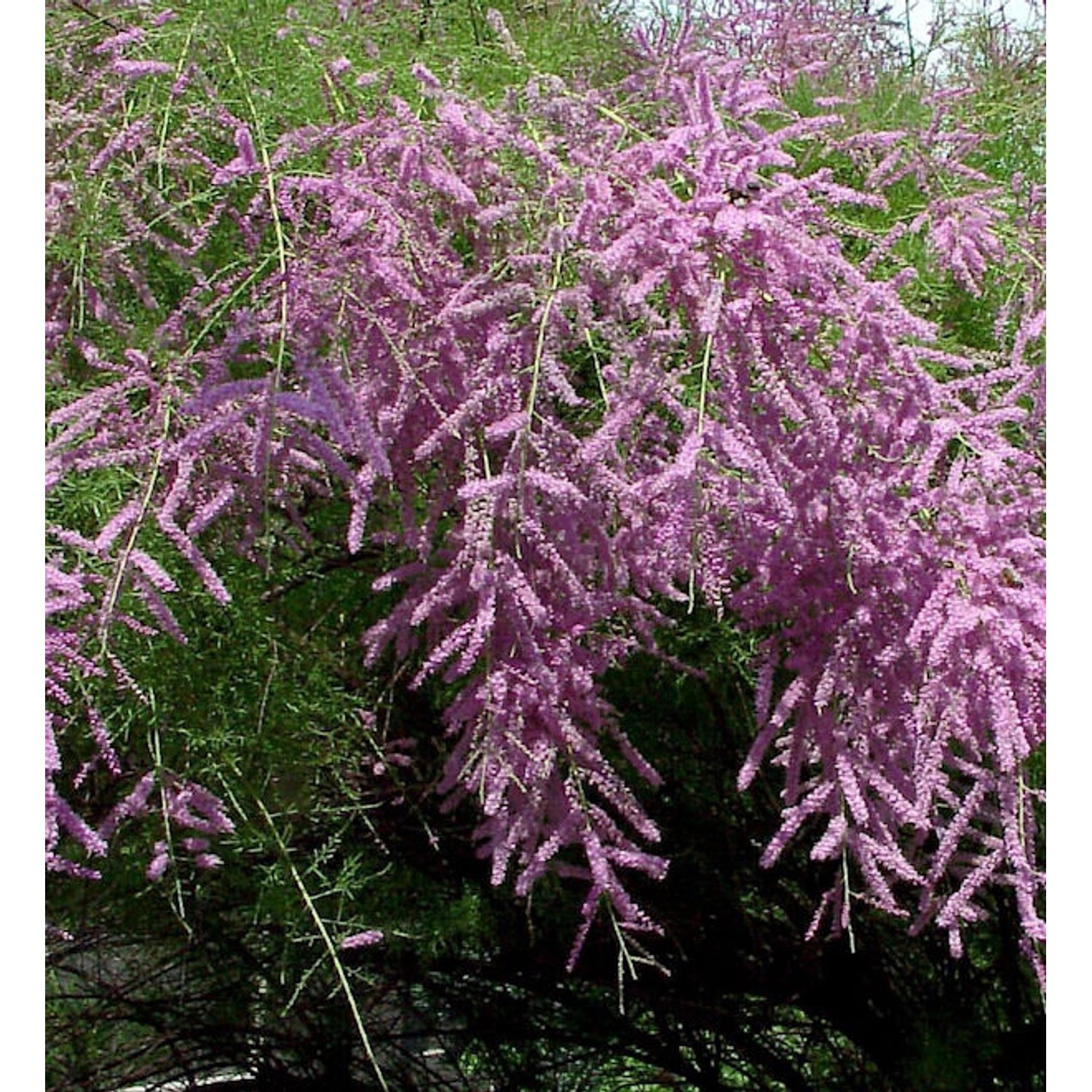 Heide-Tamariske Pink Cascade 60-80cm - Tamarix ramosissima günstig online kaufen