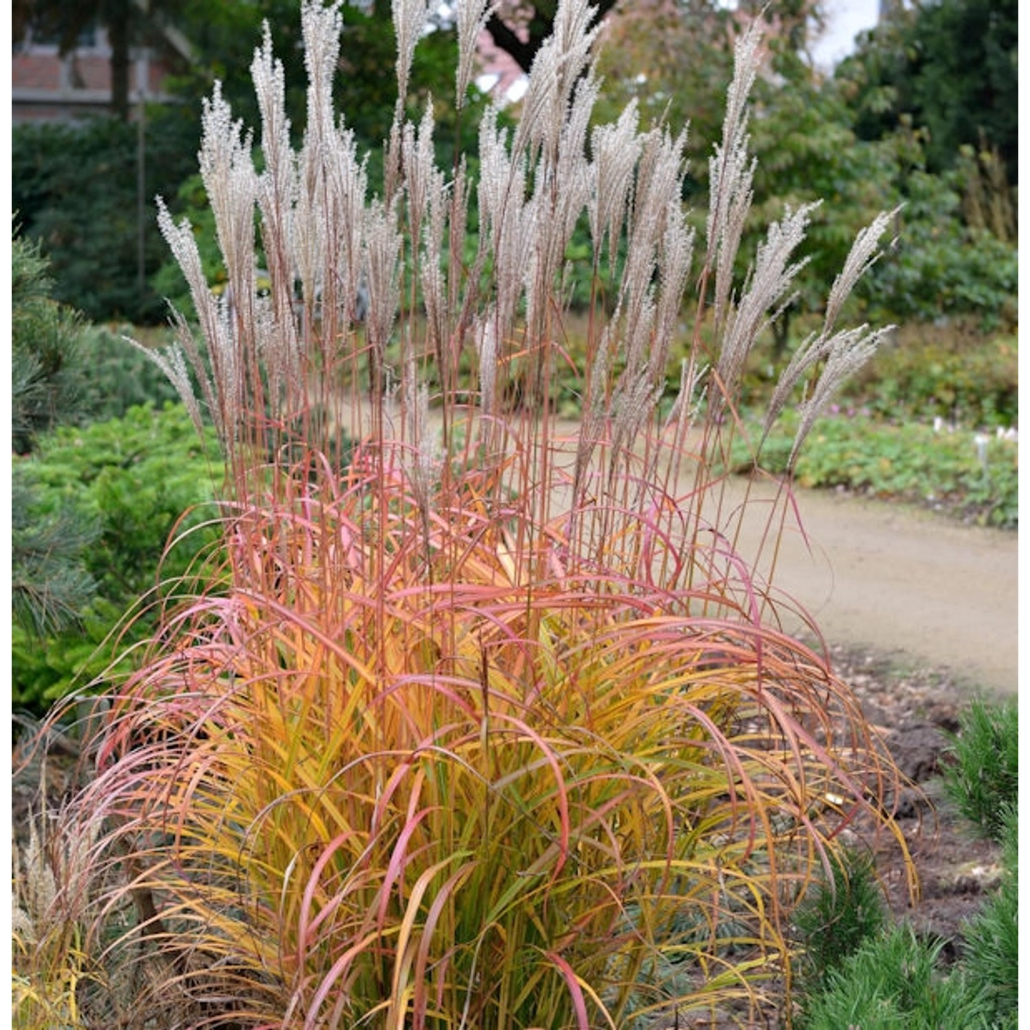 Chinaschilf Flammenmeer - Miscanthus sinensis günstig online kaufen