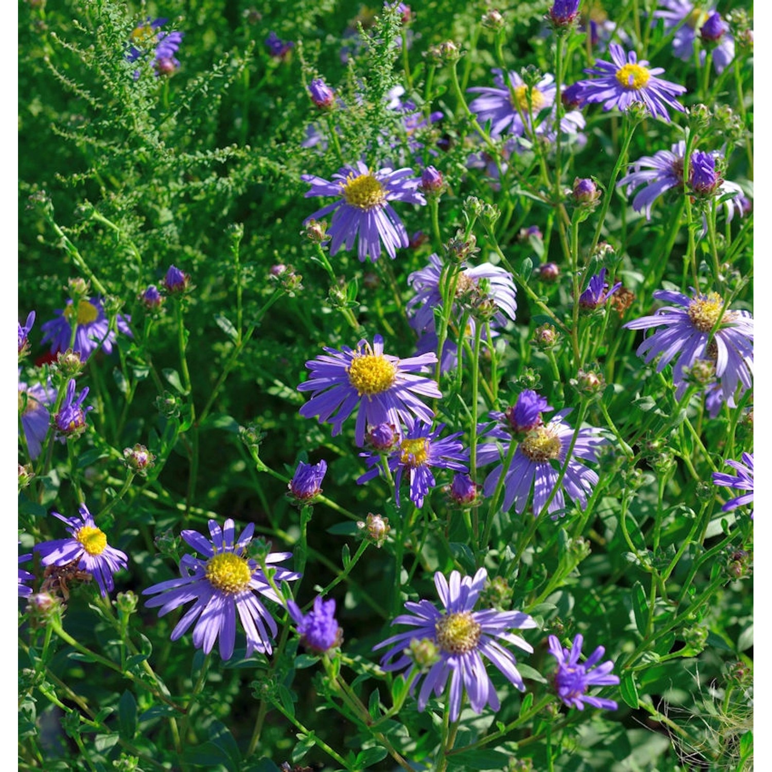 Berg Aster Floras Delight - Aster frikartii günstig online kaufen