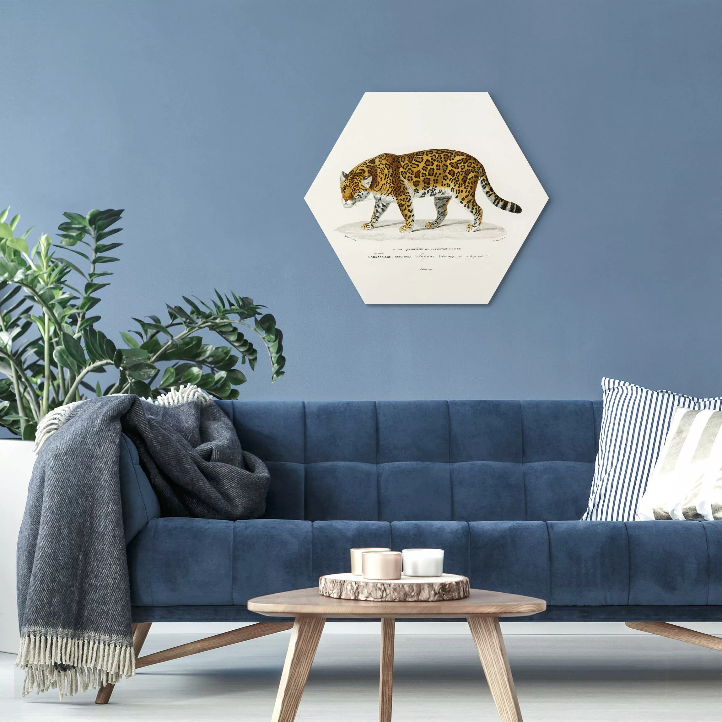 Hexagon-Alu-Dibond Bild Vintage Lehrtafel Jaguar günstig online kaufen