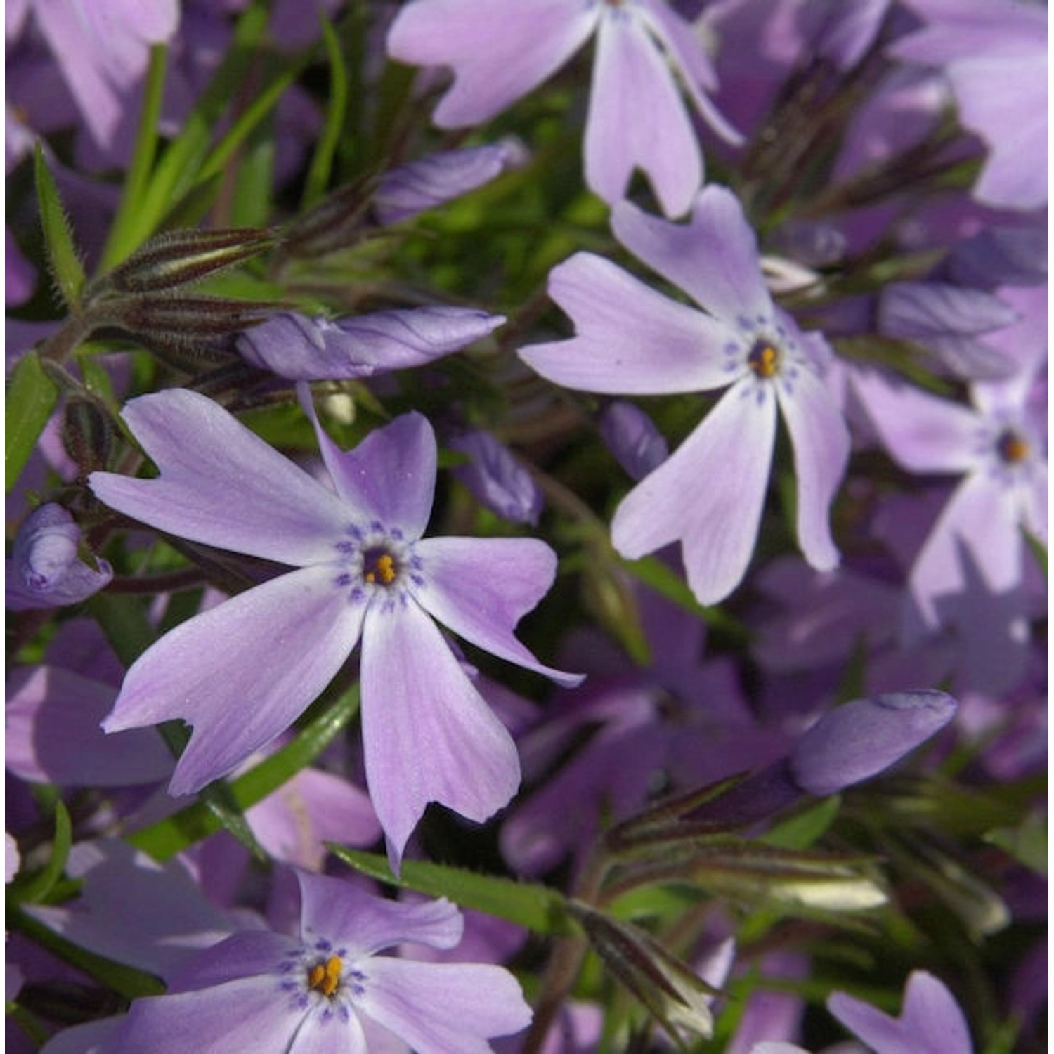 Teppich Phlox G. F. Wilson - Phlox subulata günstig online kaufen