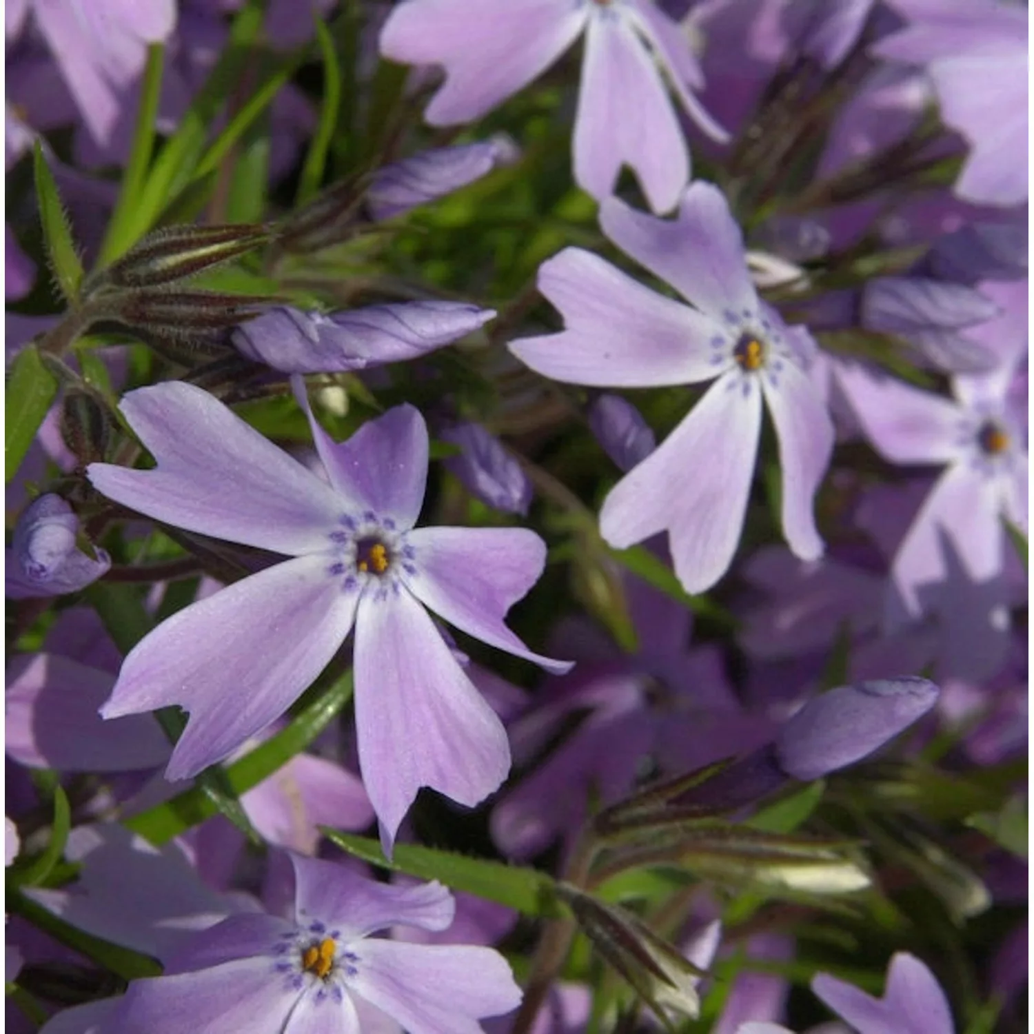 Teppich Phlox G. F. Wilson - Phlox subulata günstig online kaufen