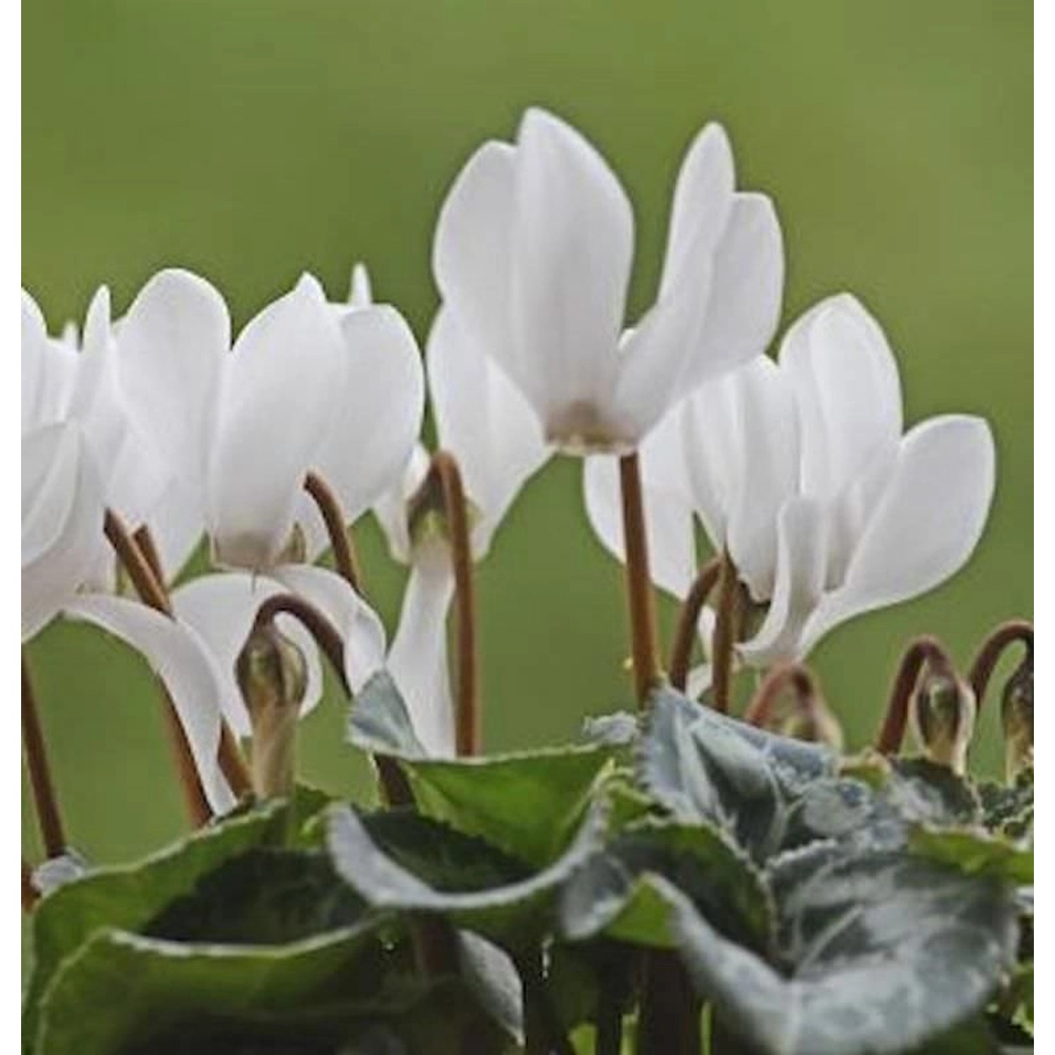 Herbst Alpenveilchen Ice Pure White - Cyclamen hederifolium günstig online kaufen